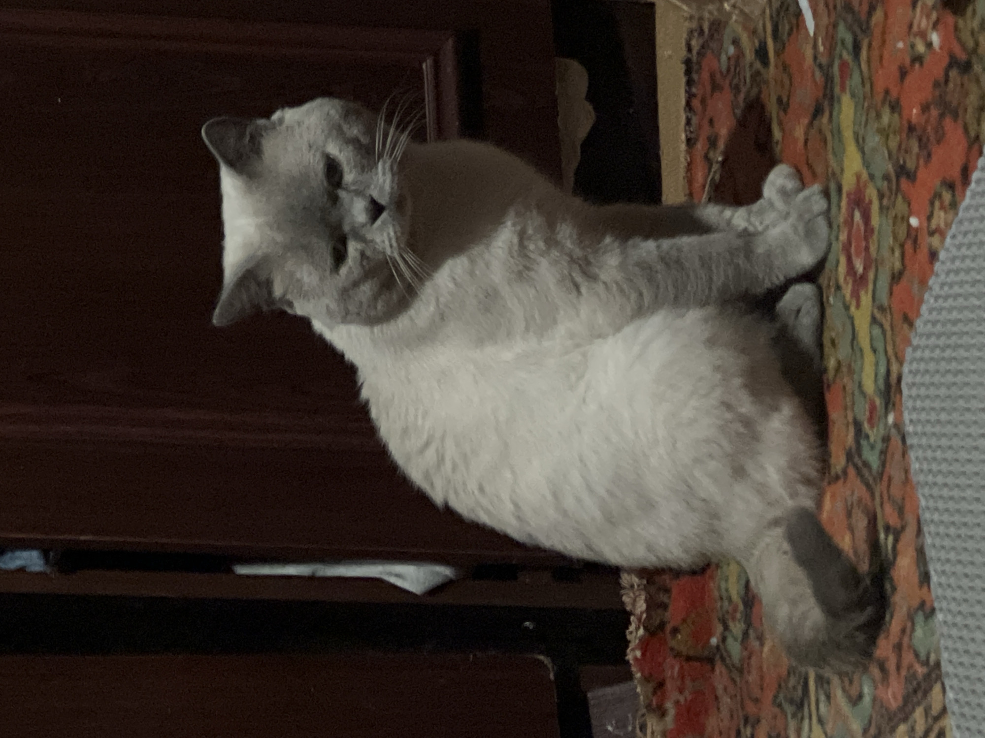 This media file is a close-up, vertically oriented photograph of a light gray British Shorthair cat. The cat is lying down on a patterned rug with red, orange, yellow, and green motifs. Its body is mostly relaxed, with its paws tucked underneath or resting on the rug. The cat's head is turned to its left, and it appears to be looking slightly upwards and to the left with a calm, perhaps sleepy, expression. Its fur is short and dense, characteristic of the breed.
The background consists of dark brown wooden furniture, possibly a cabinet or shelf, with some lighter objects visible on the shelves below. The lighting suggests an indoor setting, possibly in the evening or a dimly lit room. The image's composition focuses on the cat and its immediate surroundings, with the rich texture of the rug providing a contrast to the cat's soft fur and the smooth wood. There is no visible text in the image. The overall impression is one of domestic comfort and relaxation.