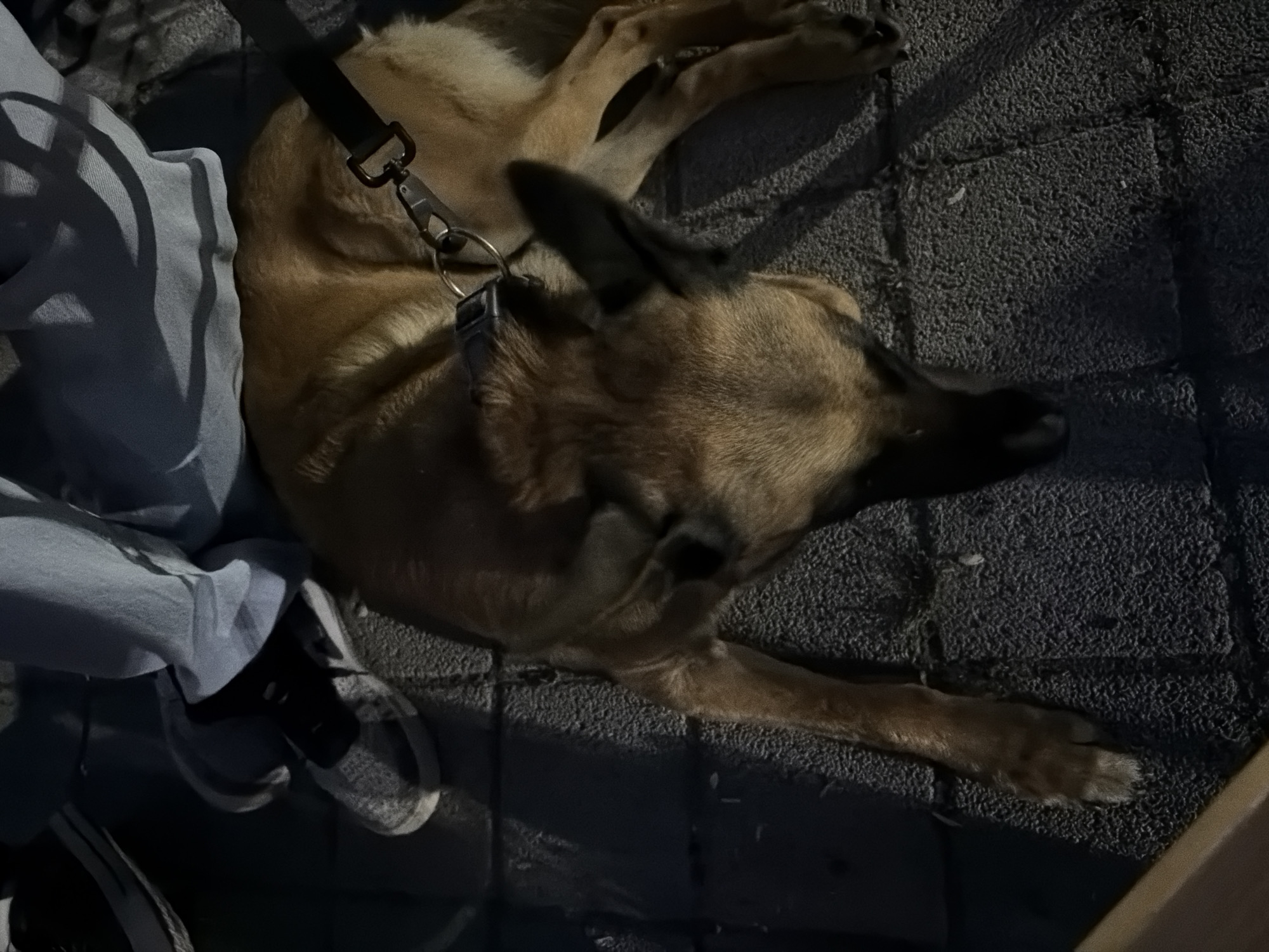 A medium-sized, light brown dog with a black collar and leash is lying down on a textured grey surface. The dog's head is facing down and to the right. Partially visible in the upper left corner are a person's legs, wearing light blue pants and a grey shoe with white laces. The scene appears to be outdoors, possibly on a sidewalk or patio, given the textured ground and the presence of outdoor lighting casting shadows. The overall lighting is dim, suggesting it might be evening or night.