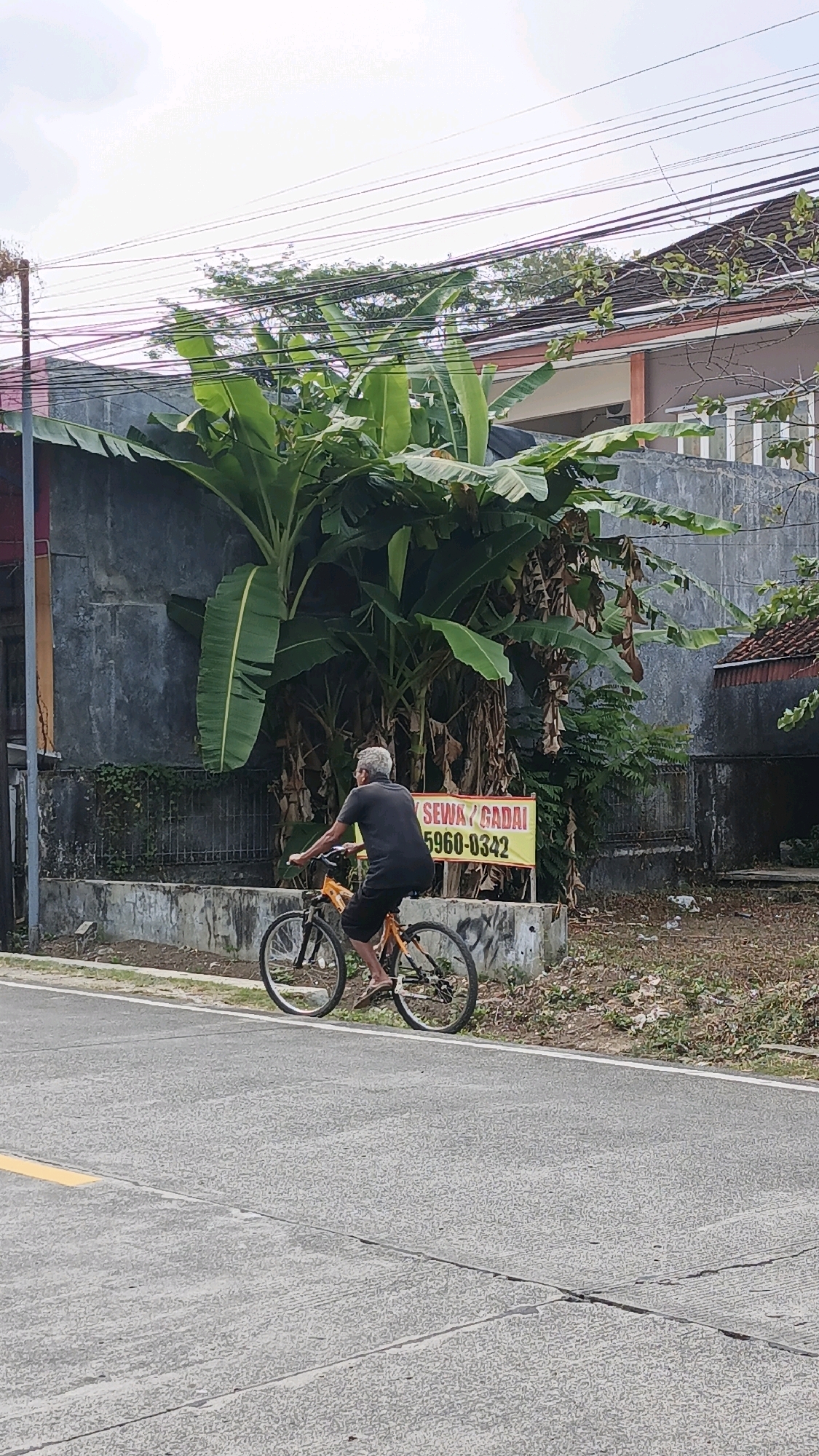 In the city of Cibenda, Indonesia, an elderly man with gray hair is riding a bicycle along a paved road. He is wearing a black t-shirt and dark shorts, and his feet are clad in flip-flops. The bicycle is orange and black. The road is bordered by a white line on the right and a yellow line on the left. Beyond the road, there is a concrete wall, overgrown with vegetation. A large banana plant is prominently featured behind the wall. A yellow sign with black text that reads "SEWA/GADAI 5960-0342" is attached to the wall. The background shows a building with a brown roof and a gray wall, along with more trees and overhead power lines. The sky is overcast.