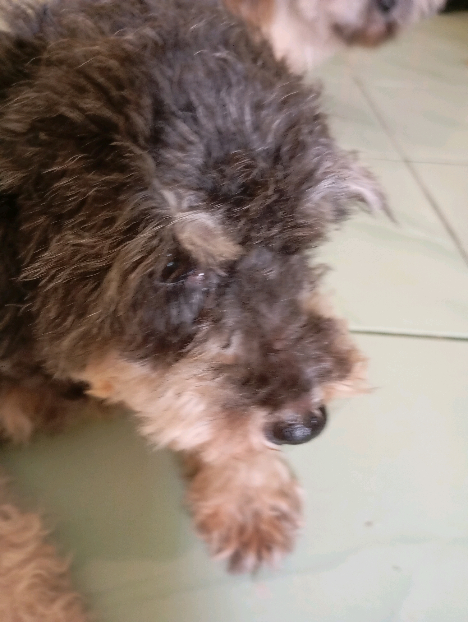 The image is a close-up shot of a scruffy, small dog with dark fur and a lighter-colored muzzle. The dog's left eye is visible and appears moist. The dog is lying on a light-colored, tiled floor. The image is taken from a slightly elevated angle, focusing on the dog's face and upper body. The background is out of focus, showing more of the tiled floor and what appears to be another dog further in the background. There is no indication of the location being in Balikpapan, Indonesia.