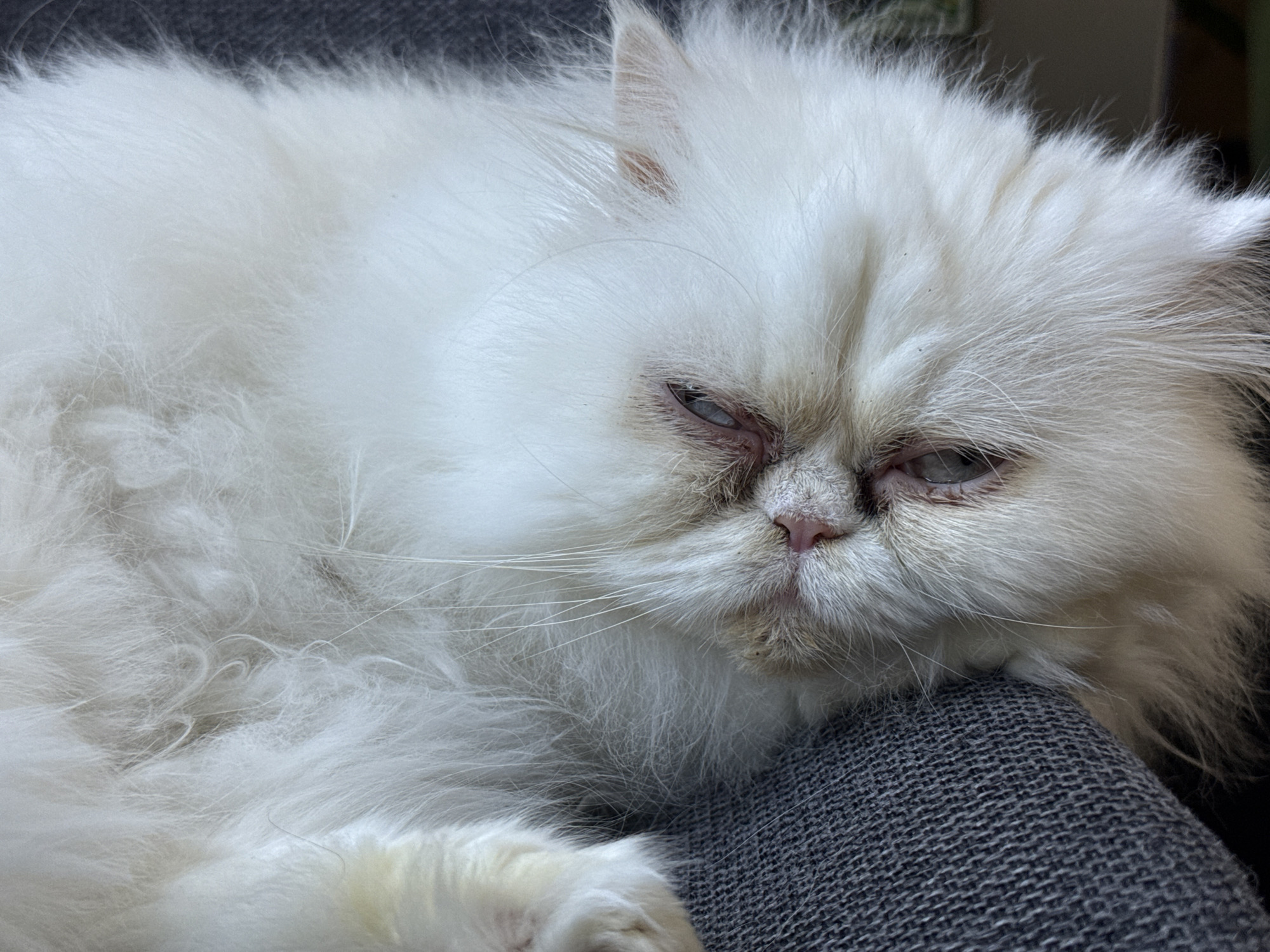 A fluffy, white Persian cat is resting on a gray, textured surface. The cat appears to be lying down or reclining, with its head resting on the surface. The cat's eyes are partially closed, giving it a drowsy expression. The fur is long and unkempt. The background is out of focus. The image was not taken in Burgas, Bulgaria.