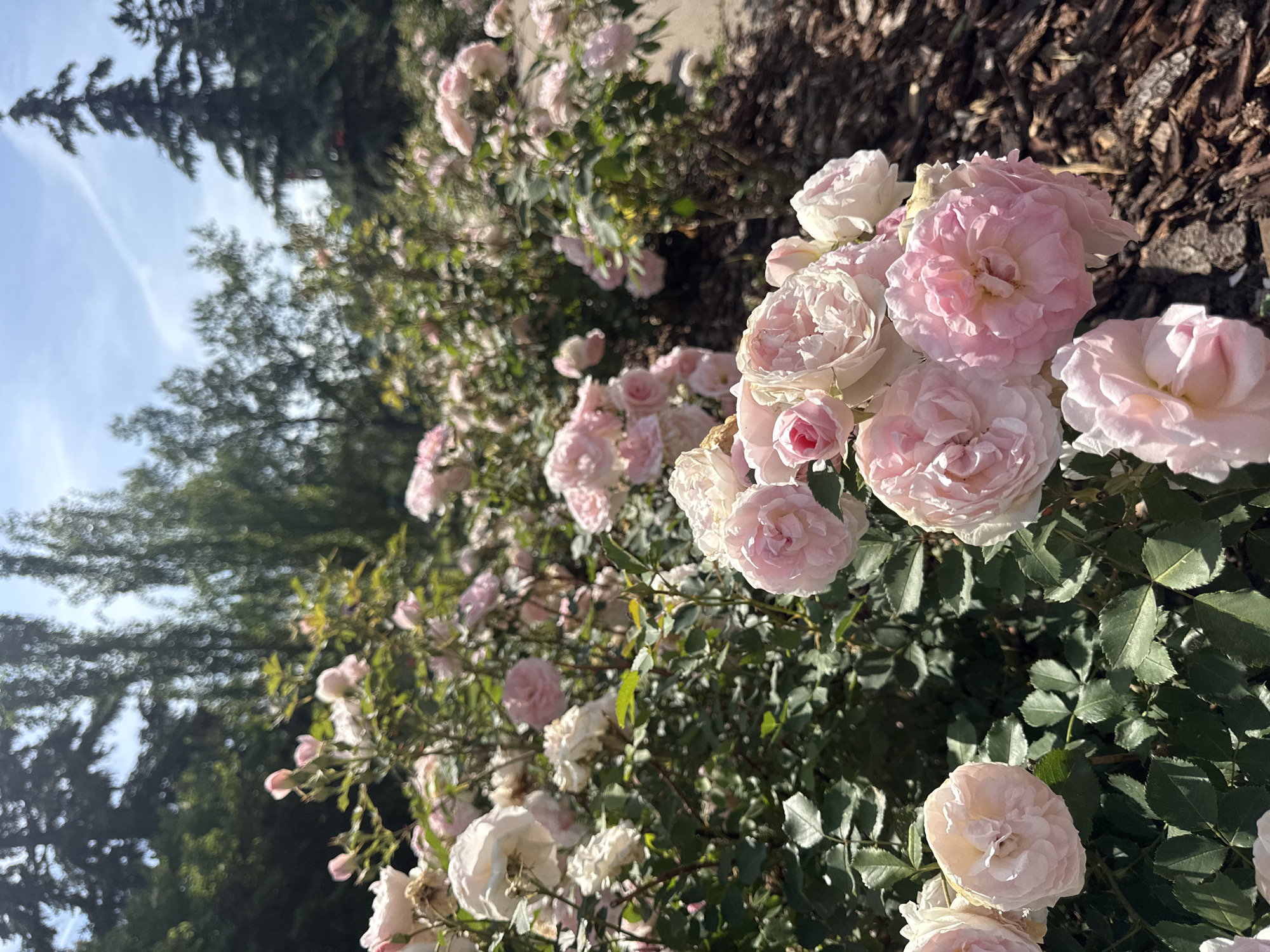 In the city of Calgary, Canada, a dense cluster of light pink and white roses are in full bloom, with some roses beginning to wilt. The rose bushes are lush and green, with dark green leaves and thorny stems. The roses are arranged in a naturalistic setting, with a path of brown mulch visible to the right of the frame, suggesting a garden environment. Behind the roses, tall trees with green foliage form a natural backdrop under a bright blue sky with wispy white clouds. The overall scene depicts a sunny day in a botanical garden or a well-maintained park.