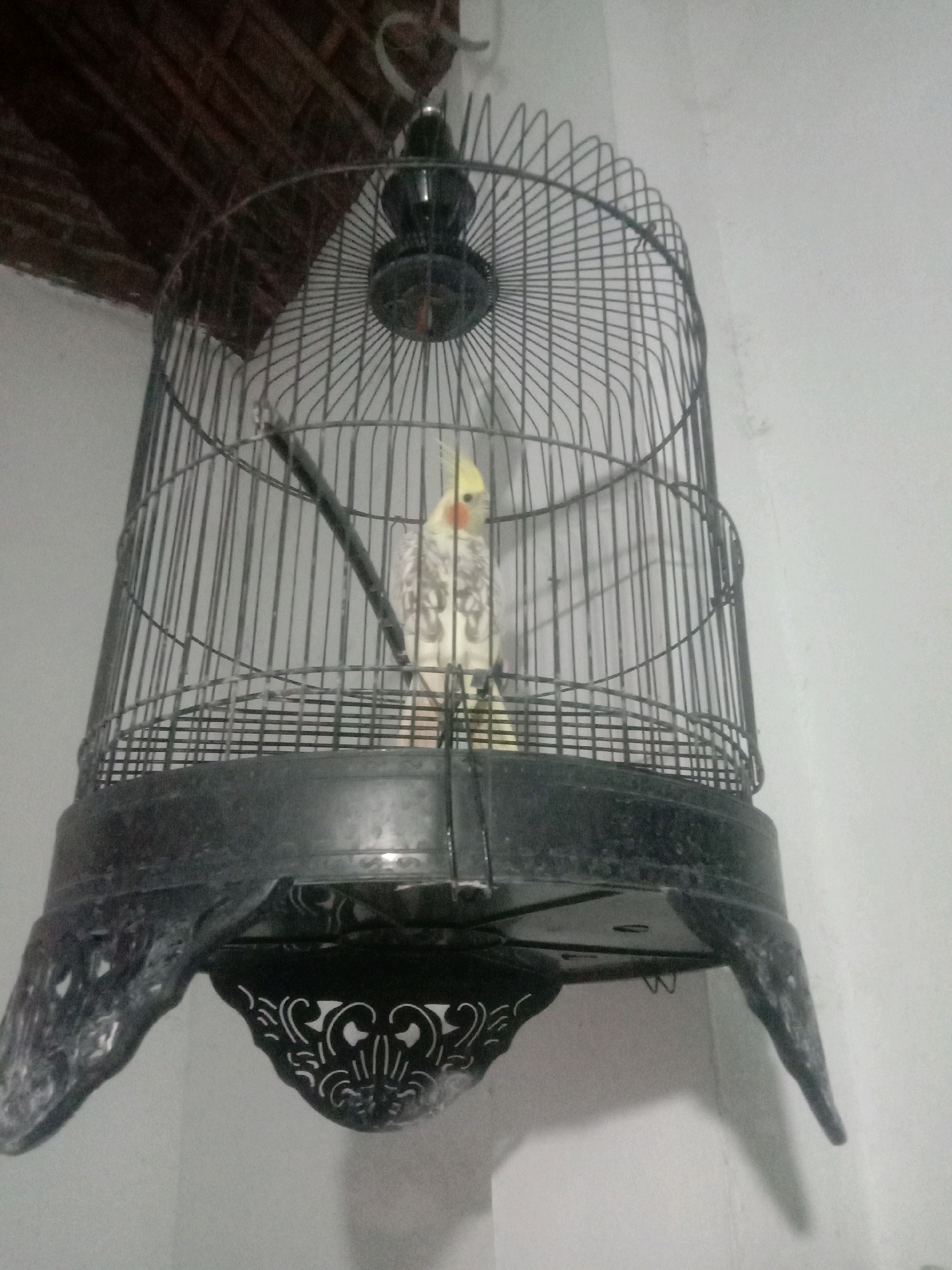 A cockatiel bird is inside a black metal birdcage. The cage has a decorative base with ornate carvings and is suspended from the ceiling. A wooden ceiling structure is visible in the upper left corner of the image. The bird is light yellow with orange cheeks and gray and white patterned feathers. The background is a plain, lightly textured wall.