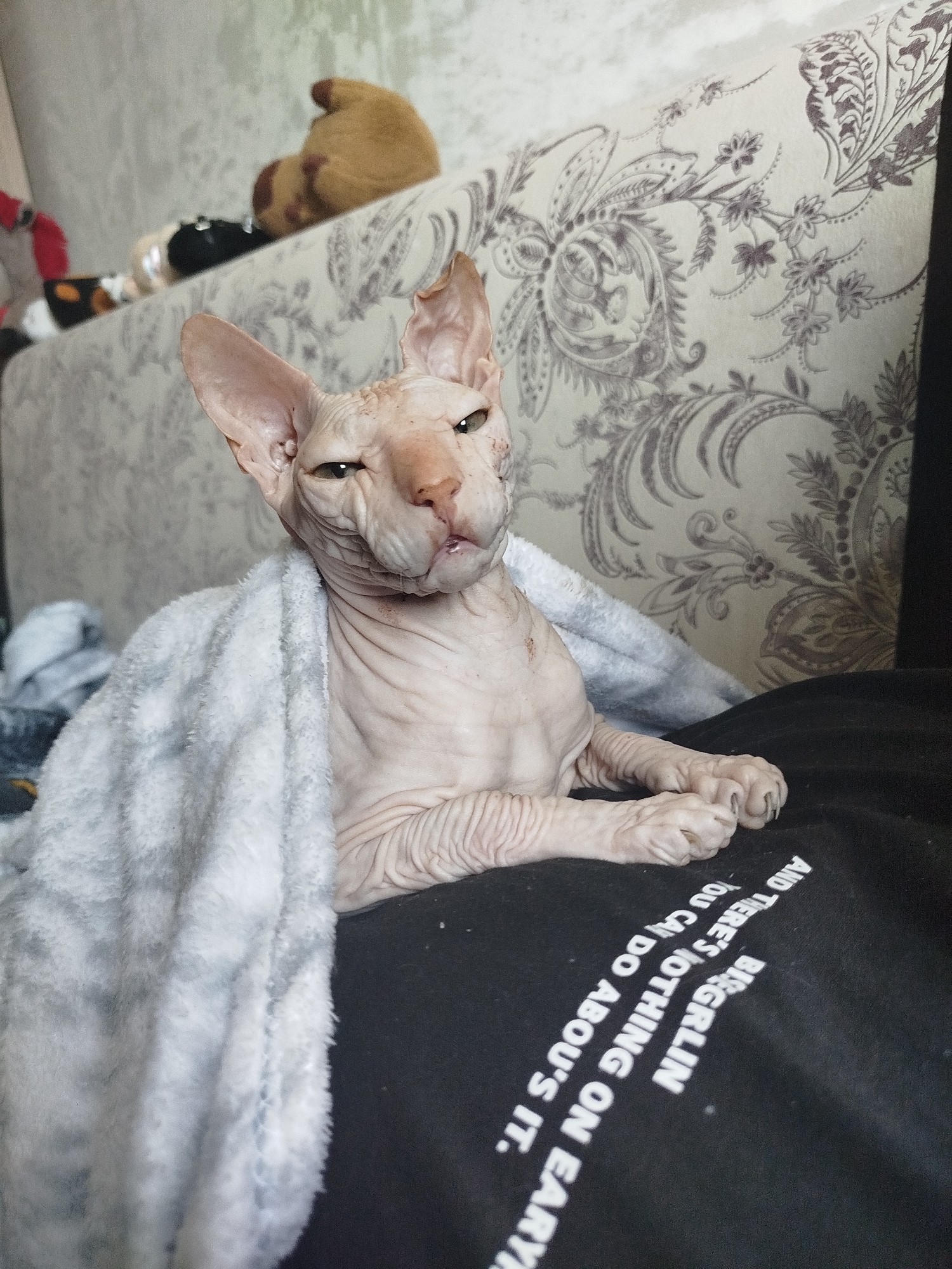 A wrinkled, light-skinned Sphynx cat is wrapped in a grey and white fuzzy blanket, lying on a black t-shirt with white text. The cat is looking directly at the camera with a slightly grumpy expression. Its front paws are resting on the t-shirt. Behind the cat, a textured grey and white patterned wallpaper is visible. The background is blurred, but suggests an indoor setting. The image does not provide any specific information about the city of Zavodoukovsk, Russia.