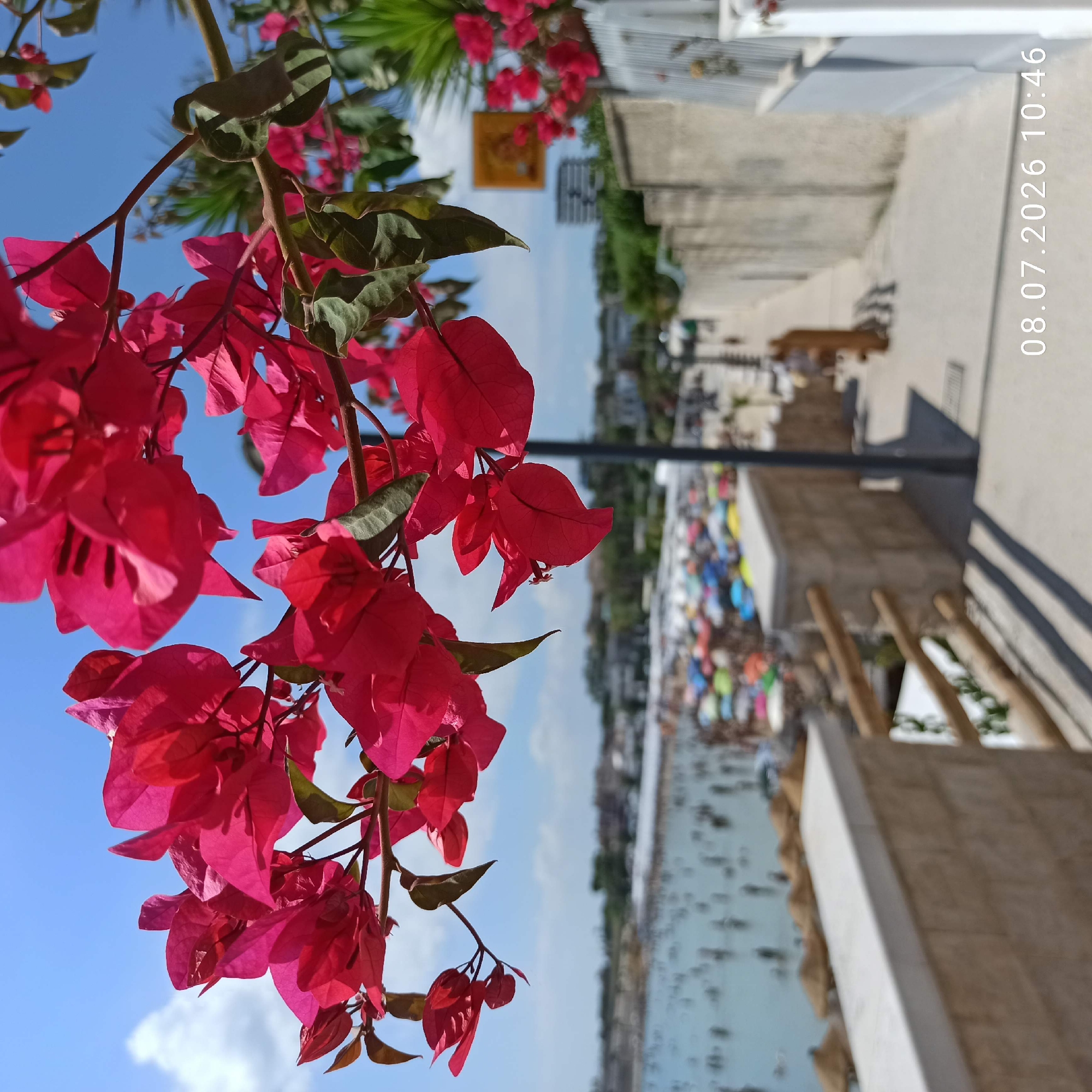 The image shows a vibrant pink bougainvillea branch in the foreground, with a bright blue sky and scattered clouds behind it. In the middle ground, a crowded beach is visible, with numerous people enjoying the water and sun. Colorful beach umbrellas are scattered across the sand. A pathway lined with stone walls and wooden railings leads down towards the beach. The background shows buildings and vegetation, suggesting an urban coastal setting. The timestamp "08.07.2026 10:46" is overlaid on the bottom right corner of the image. The scene appears to be a sunny day at a popular beach destination, likely in the city of Trani, Italy, given the architectural style of the walls and the overall Mediterranean atmosphere.