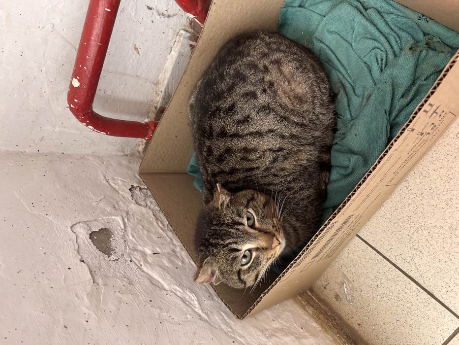An adult domestic tabby cat, exhibiting brown and black striped fur and light green eyes, is observed resting in a compact, 'loaf' position within an open, corrugated cardboard box. The cat's ears show minor deformities or scarring. The box contains a soiled, rumpled piece of dark teal fabric and displays printed text and a barcode on its interior surface. This scene is situated in a corner of an interior room within the city of Кез, Russia. The background consists of two intersecting walls, painted off-white, with extensive peeling and damage revealing a grey subsurface. A red metal pipe, splattered with white paint, runs horizontally along the lower portion of the right wall, bending upward beyond the frame. The floor is covered with light-colored tiles, featuring dark grout lines and minimal surface debris. No other subjects or interactions are present.