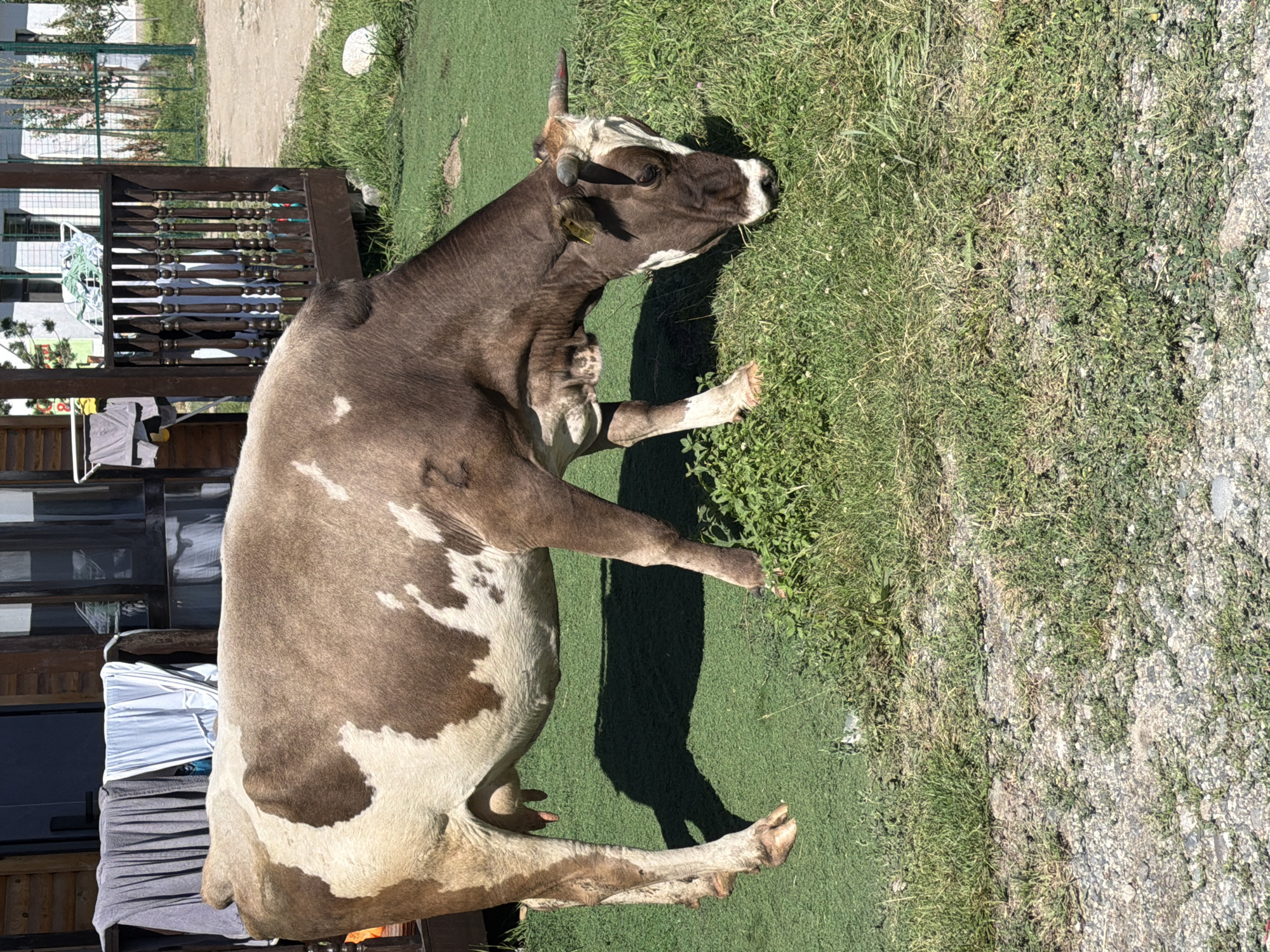 A brown and white cow is grazing on lush green grass in front of a wooden building with a wooden railing. The cow is positioned in the center of the frame, facing right and lowering its head to eat. Laundry hangs on a rack to the left of the building. Sunlight casts a shadow of the cow onto the grass. The ground in the foreground is a mixture of gravel and grass. The background shows a fence and more greenery.