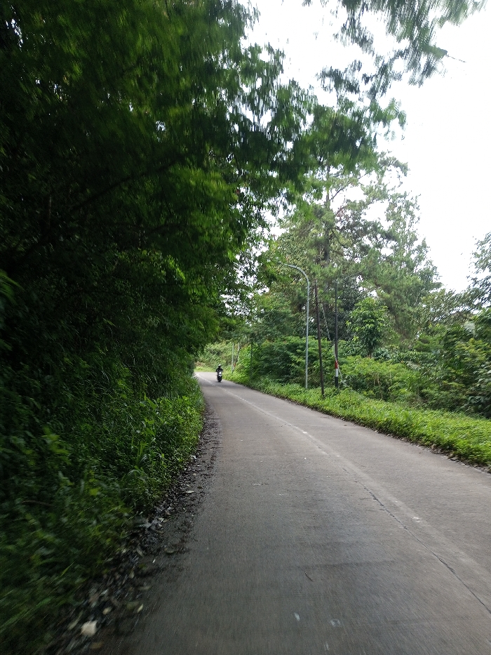 The image displays a paved two-lane road in Ariyalai, Sri Lanka, extending through a densely vegetated, rural environment under an overcast sky. The road features a faint white center line and curves gently to the left in the mid-ground. To the immediate left, a steep embankment is covered with dense green undergrowth, shrubs, and trees, forming a partial canopy overhead. The right side of the road also exhibits heavy green foliage and trees. In the mid-ground on the right, a dark-colored street light pole with a curved arm stands alongside a utility pole, which has a small red and white rectangular marker attached. A single dark-colored motorcycle, operated by one individual, is visible in the far distance, proceeding away from the camera along the road.