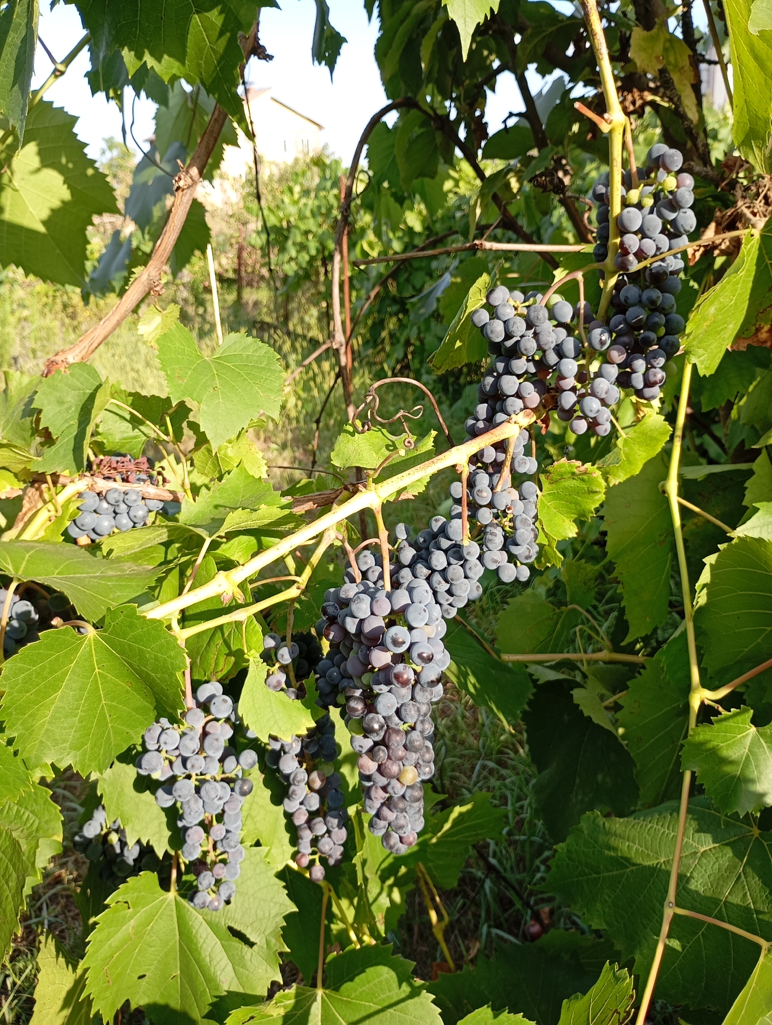 The image depicts a close-up view of ripe, dark purple grapes hanging from a vine in an outdoor setting. The grapes are clustered together on branches that are intertwined with green leaves. The lighting suggests it is daytime, with sunlight illuminating parts of the scene and casting shadows. In the background, blurred foliage and hints of a structure can be observed, possibly indicating a vineyard or a garden area. The overall impression is one of a natural harvest. The location is specified as Horishni Plavni, Ukraine.