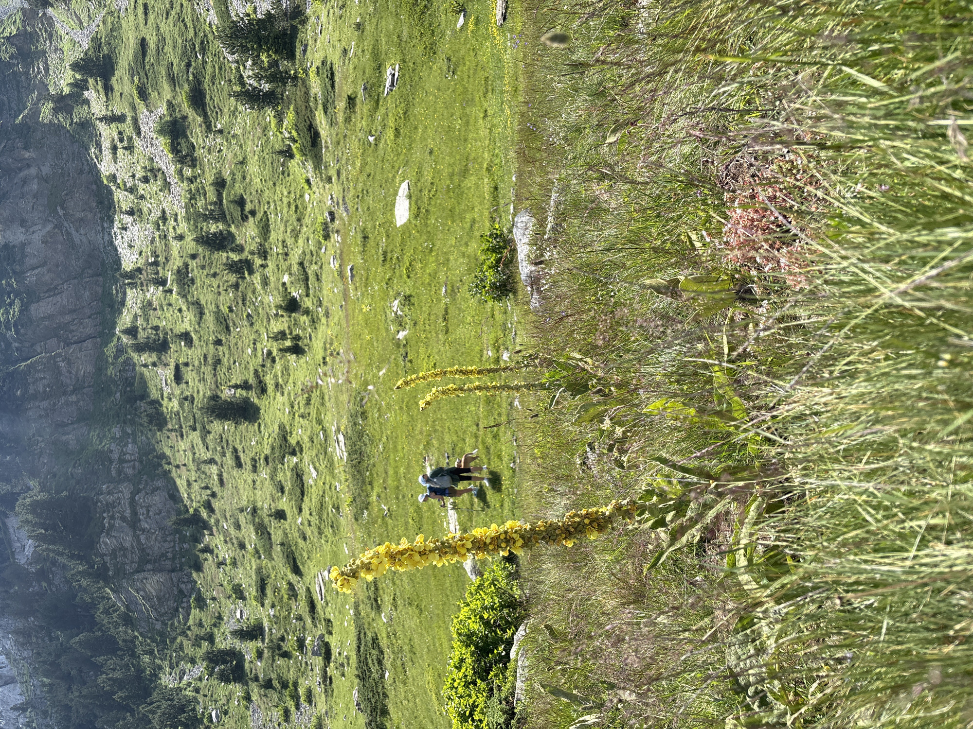 In an alpine meadow near Katun Vulića, Montenegro, two hikers and a dog walk on a grassy slope under a bright sky. The foreground is dominated by tall, green grass and two stalks of yellow wildflowers, possibly mullein. In the mid-ground, two individuals, one with a blue hat and backpack, the other in a lighter hat, are walking towards the right. A small brown dog walks alongside them. The background consists of a steep, rocky mountain slope covered in sparse trees and green vegetation. The terrain is uneven, with scattered rocks and patches of grass. The lighting suggests it is a sunny day.