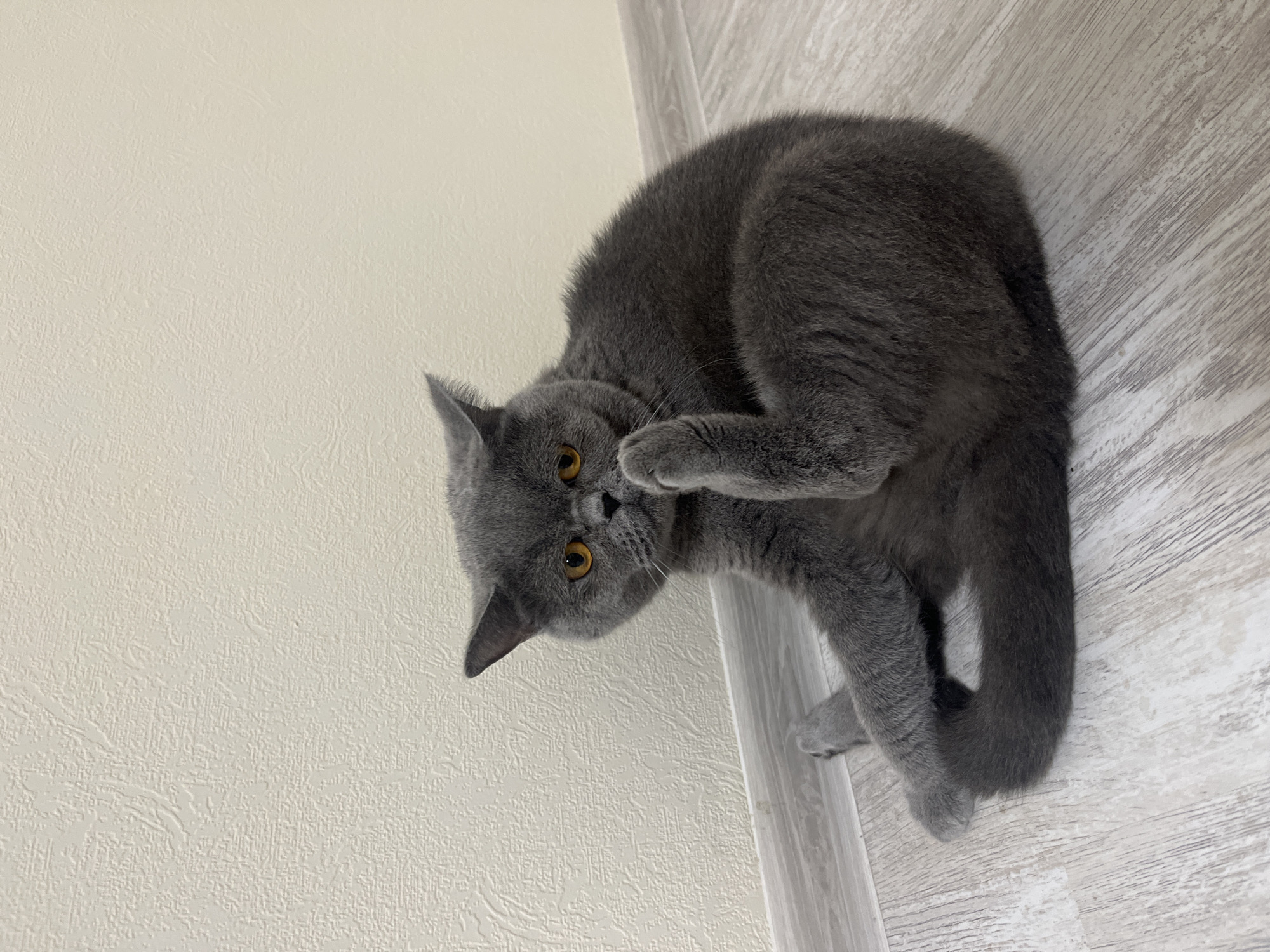 A grey British Shorthair cat is sitting on a light-colored wooden floor, facing towards the right side of the frame. The cat is in a relaxed pose, with its front legs crossed and one paw raised towards its face, as if grooming or scratching its ear. The cat has bright orange eyes and is looking directly at the camera. The background consists of a textured, light-colored wall. The scene appears to be indoors. There is no information in the image to suggest a specific location in Saint Petersburg, Russia.