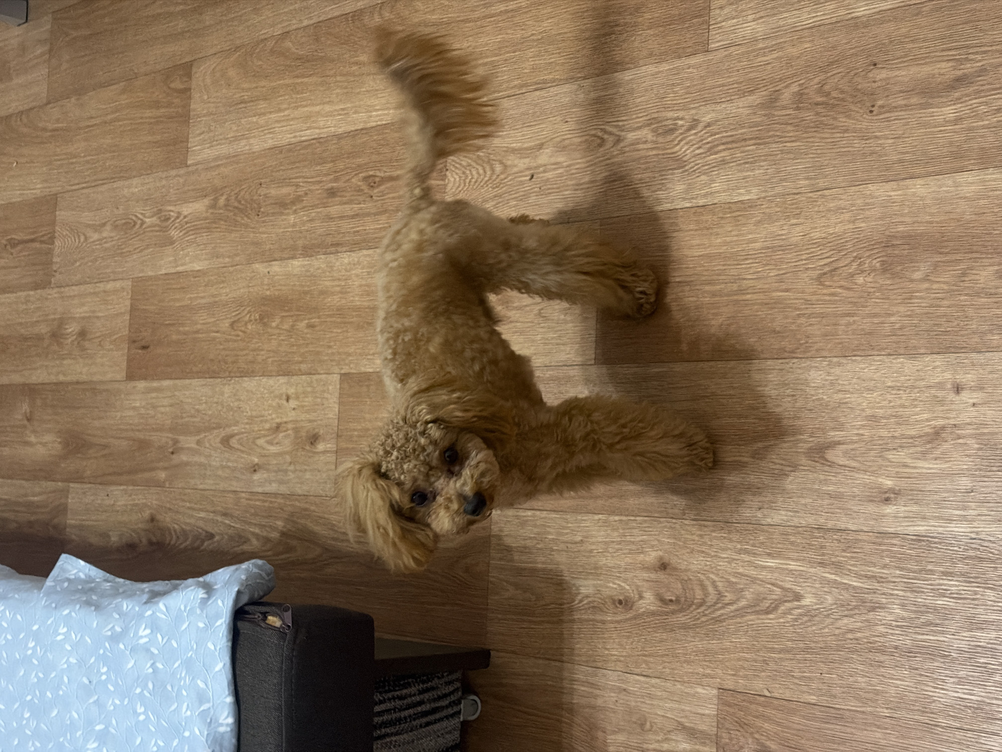 A toy poodle stands on a wooden floor in a room. The dog is light brown and fluffy, with its tail raised and its head turned towards the camera. To the left of the dog, a portion of a dark brown ottoman with a light blue patterned cushion is visible. The floor is made of light brown wooden planks. The scene is indoors and there is no indication of the specific city or country.