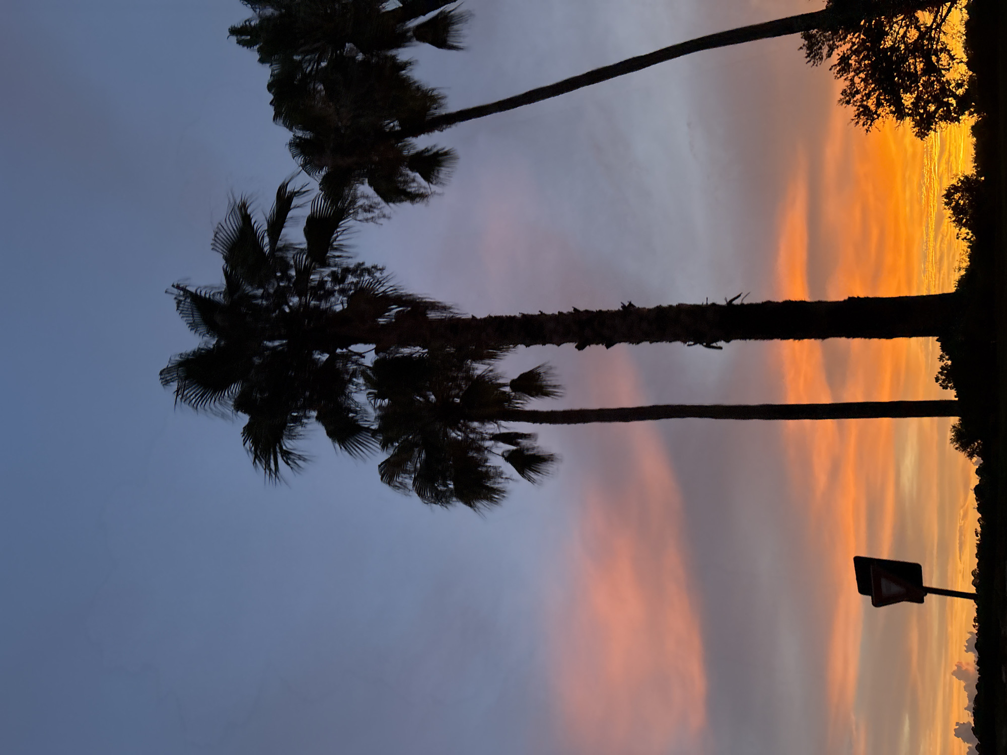 This is a photograph of palm trees silhouetted against a twilight sky. The sky exhibits a gradient of colors, transitioning from a pale blue at the top to shades of pink and vibrant orange near the horizon. A yield sign is visible in the lower left portion of the image. The scene depicts a natural environment, possibly a roadside or park, with trees forming a dark silhouette against the colorful sky. There are no people visible in the image. The location is identified as North Port, United States of America.