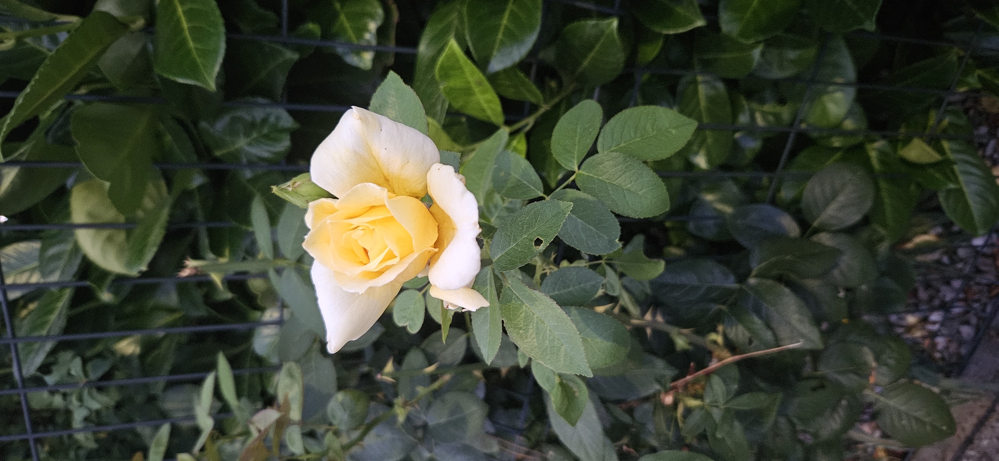 A single, partially opened yellow rose is the focal point of the image, positioned slightly to the left of center. The rose has delicate, pale yellow petals with hints of white, and its center reveals a deeper yellow hue. It is surrounded by green foliage, with some leaves showing small holes. Behind the rose and its leaves, a dark metal fence is visible, with thicker, vertical bars and thinner, horizontal ones. The background consists of more dense green foliage, creating a soft, out-of-focus backdrop. The overall impression is that of a garden setting. This image was taken in Hévíz, Hungary, likely in a private garden or a public green space near a fence.