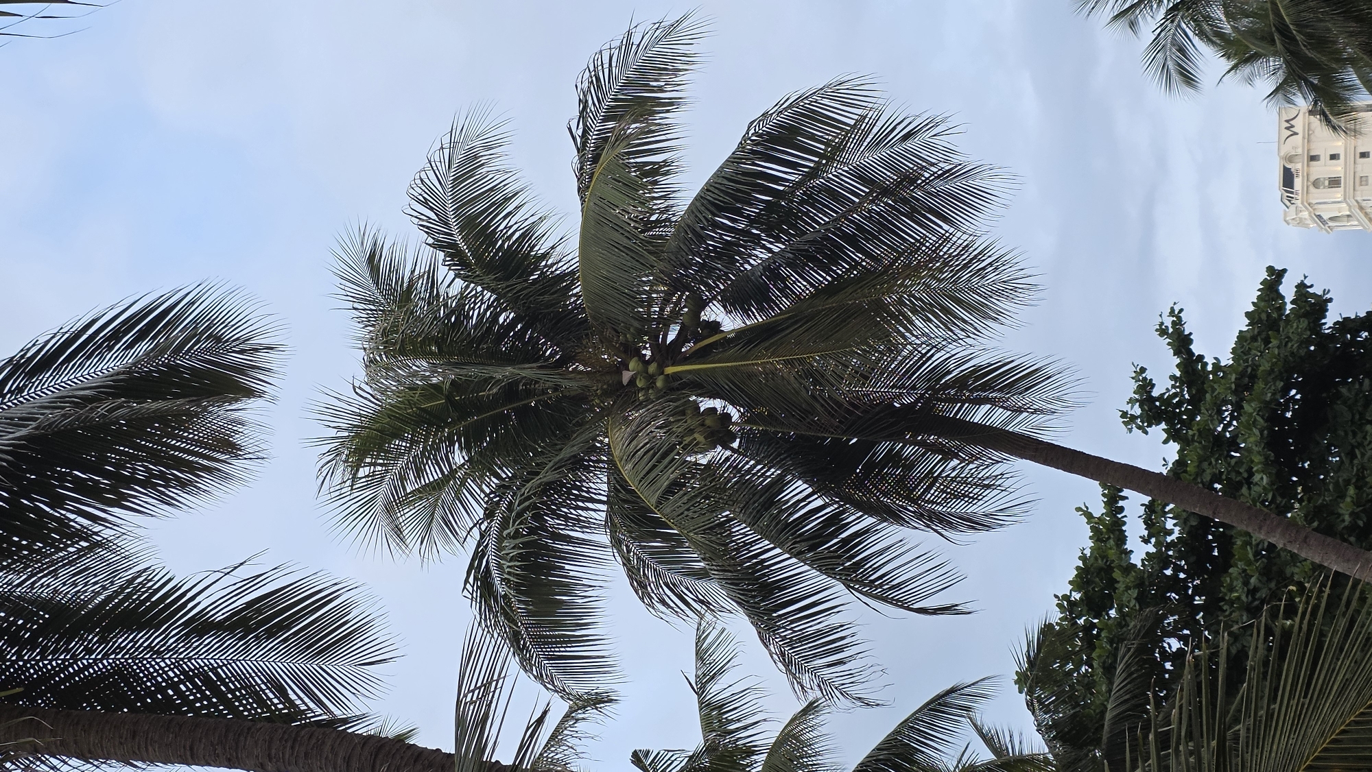 An upward-angled photograph captures a vibrant tropical scene in Nha Trang, Vietnam, looking up through the canopy of several palm trees against a clear, light blue sky. Dominating the center is the crown of a tall palm tree, its numerous dark green fronds fanning out towards the viewer. Clusters of green coconuts are clearly visible nestled among the fronds at the top of the trunk, indicating a fertile tree.
Around the central palm, other palm fronds frame the sky from the left and bottom right corners of the image, contributing to the lush, verdant atmosphere. On the right side, beneath a segment of palm trunk, dense green foliage from another type of tree adds to the natural elements.
In the upper right corner, a portion of a light-colored, multi-story building is visible. This structure features an ornate architectural style with decorative elements and windows, suggesting it could be a hotel or a significant urban building. A dark, stylized letter, possibly an "M" or similar character, is faintly discernible on its upper facade, though not clearly legible.
The sky is a soft, pale blue with only minimal, wispy clouds, suggesting fair weather and daytime conditions. The overall impression is one of a serene, sunny tropical location, typical of a coastal city like Nha Trang, with a blend of natural beauty and urban architecture. No specific activity or event is taking place; it's a static landscape view.