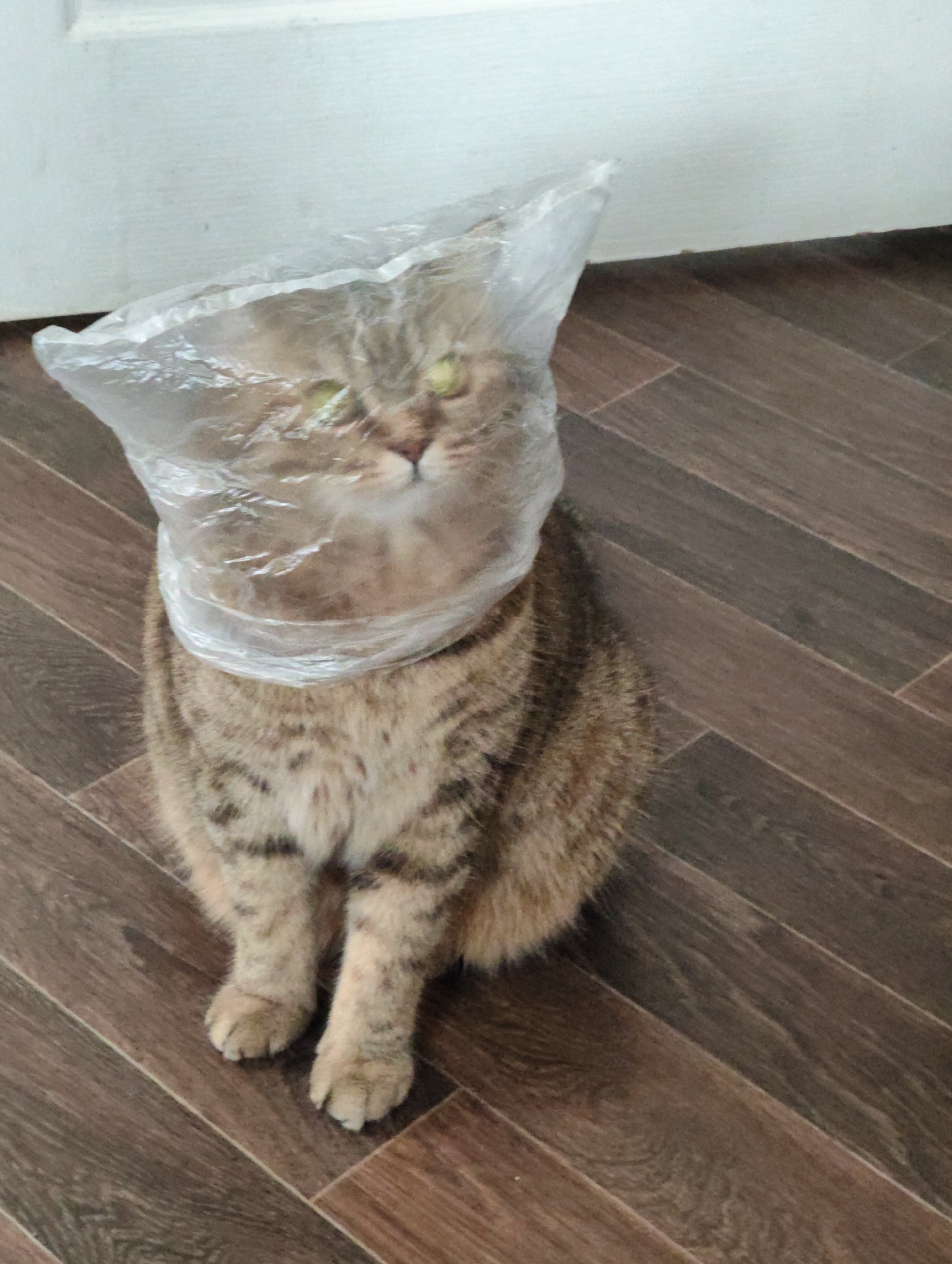In Komsomolsk-on-Amur, Russia, a cat is sitting on a wooden floor, with a clear plastic bag covering its head and neck. The cat is primarily brown with black tabby markings. Its eyes are visible through the plastic and appear to be a light green or yellow color. The background consists of a white wall and a doorway.