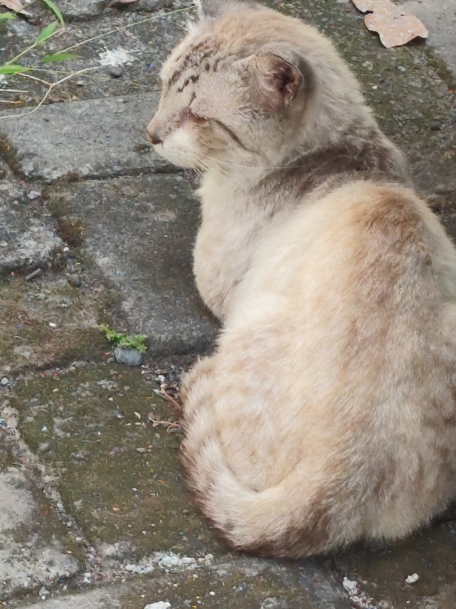 A light-colored cat with tabby markings is curled up on a paved surface. The cat is facing left, with its head down. The paved surface appears to be made of interlocking stone or concrete blocks, with some dirt, debris, and small patches of moss or grass interspersed between the blocks. There are also some dried leaves visible on the ground. The background is blurred, but suggests an outdoor environment. The scene is located in Jambewangi, Indonesia.