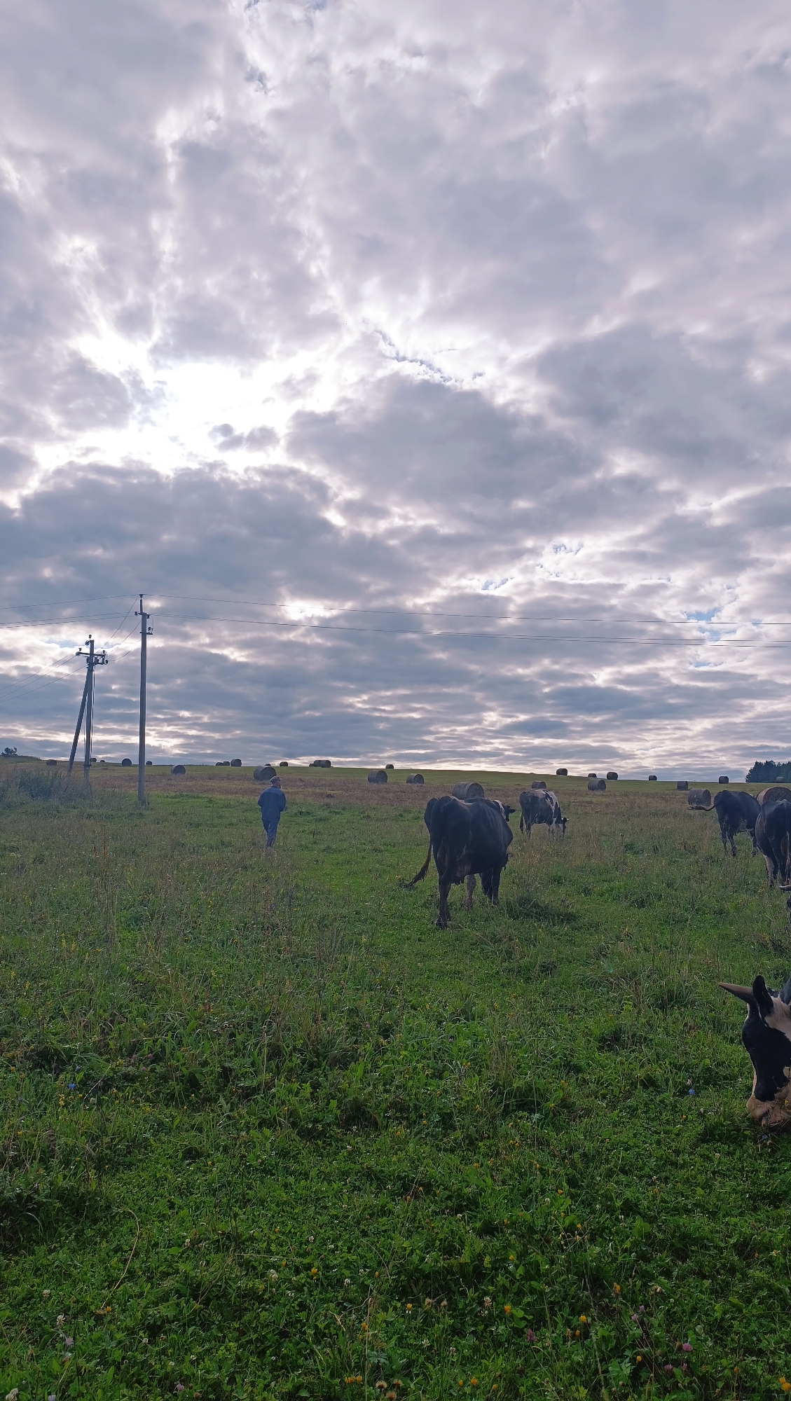 A person in dark blue clothing walks through a grassy field towards a herd of cows under a cloudy sky. In the background, numerous round hay bales are scattered across the landscape, and a utility pole with wires stands to the left. The scene is set in a rural area, possibly on the outskirts of Karsha, Russia, given the presence of livestock and hay production.
