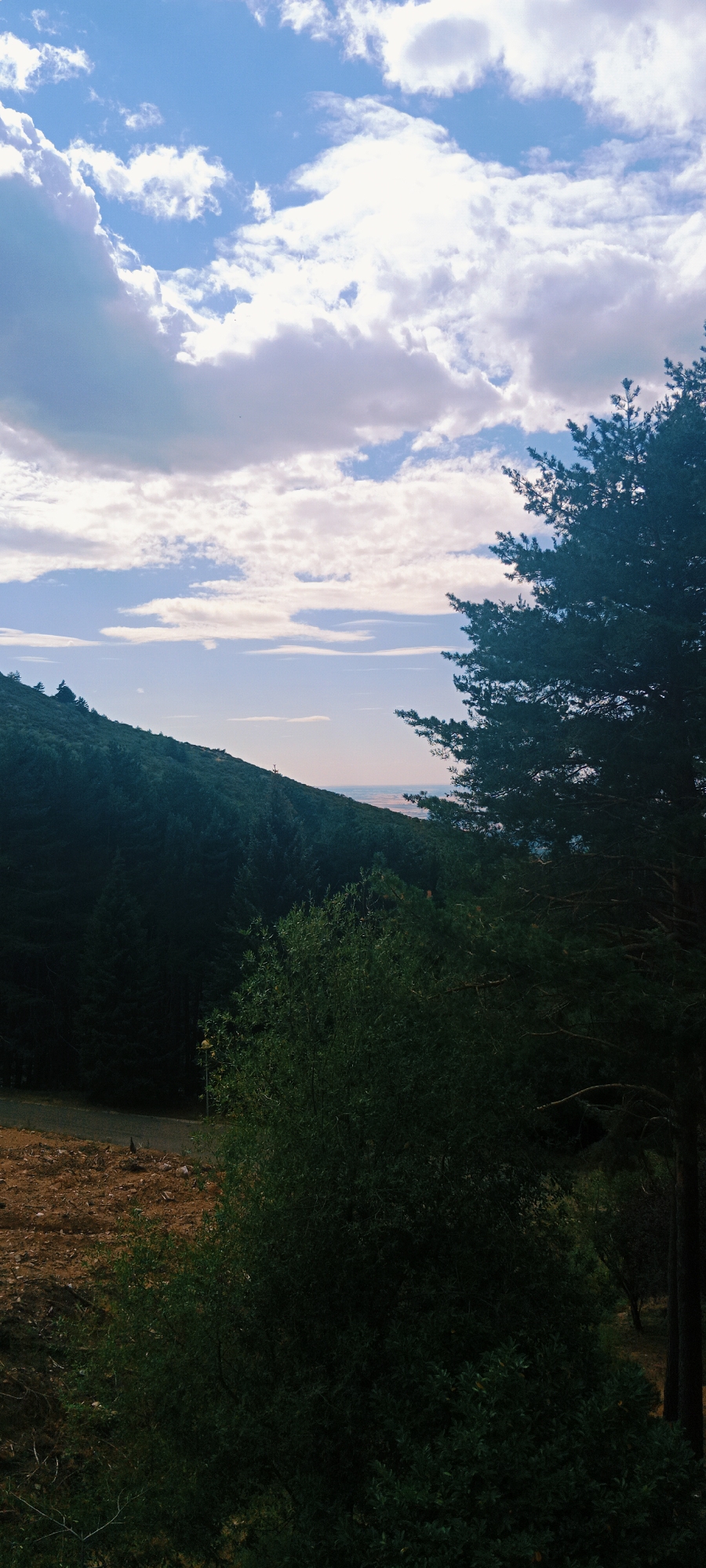 A vertical, low-angle outdoor shot captures a lush, tree-covered hillside under a partly cloudy sky. The sky is a vibrant blue with fluffy white and grey clouds scattered across it. The hillside is covered in dense, dark green trees, and a patch of brown, cleared earth is visible in the foreground on the left. A large evergreen tree with dark green needles is prominent on the right side of the frame, its branches extending towards the center. In the distance, a hazy landscape can be seen, suggesting a view from an elevated position. The scene appears to be a natural, mountainous environment, possibly in a rural or forested area. The location is identified as La Pinilla, Spain.
