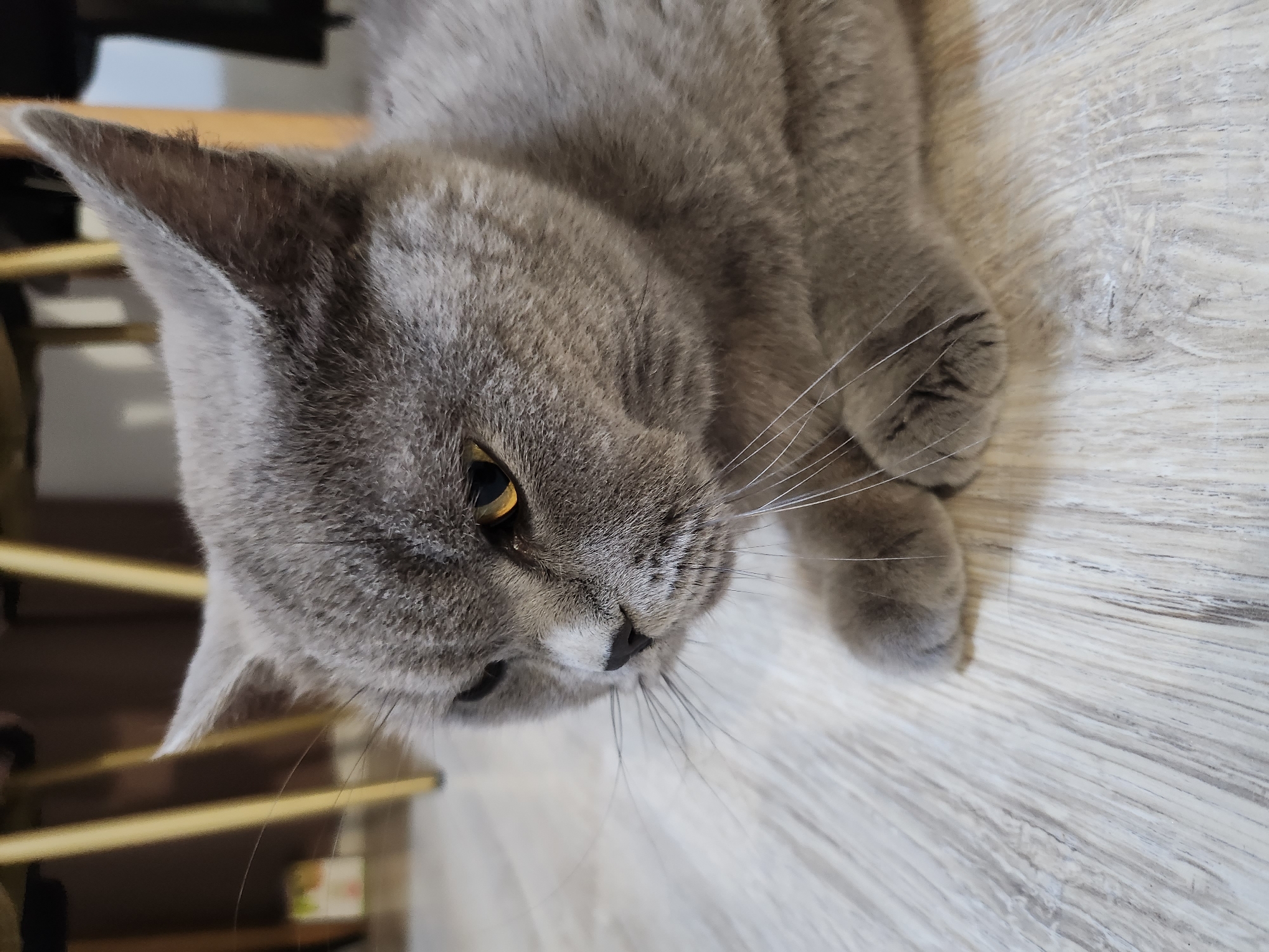 A gray British Shorthair cat with yellow eyes is lying on a light-colored wooden floor. The cat is facing to the left of the frame, with its head slightly lowered. Its fur is short and dense. The background is blurred and shows furniture, possibly chairs with yellow legs. The scene appears to be indoors. There is no information in the image to suggest a location in the city of Tsarevo, Bulgaria.