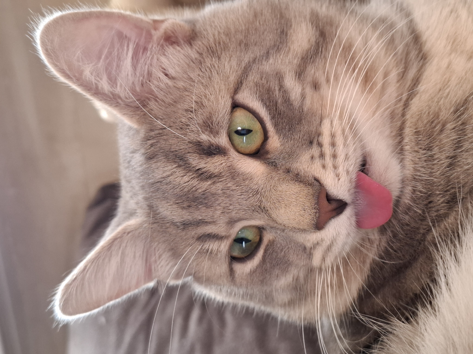 A close-up, high-angle shot captures the face of a domestic cat, likely a tabby, in an indoor setting in Novi Sad, Serbia. The cat is mostly light gray and beige with subtle darker tabby stripes across its forehead and cheeks. Its head is tilted, and it appears to be lying down on a soft, blurry, neutral-toned surface, possibly a blanket or cushion.
The cat's most striking features are its large, alert, almond-shaped green eyes, which have distinct dark, horizontal slit pupils. Its long, white whiskers fan out from its muzzle. The ears are pointed, light pink inside, and edged with fine fur that catches the bright, natural light, creating a halo effect, particularly on the right ear.
The primary activity depicted is the cat extending its vivid pink tongue, which is curled and touches its light pinkish-brown nose, suggesting it is either grooming itself or mid-lick. The fur around its nose and mouth is thick and soft. The bright lighting conditions suggest it is daytime, possibly near a window, illuminating the fine details of its fur and whiskers. The cat appears relaxed yet attentive. No text is visible in the image.