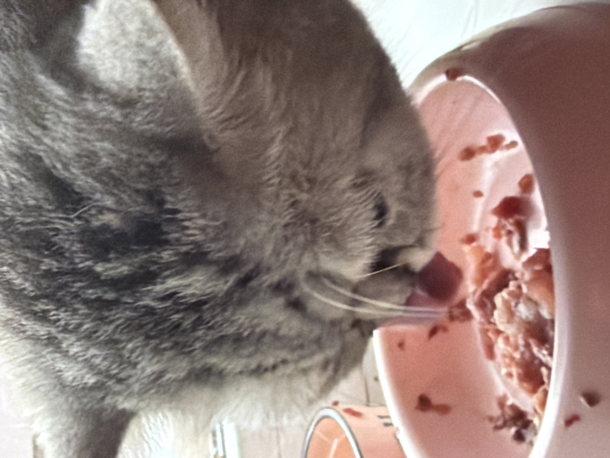 A close-up, eye-level indoor photograph captures a domestic cat actively consuming food from a light pink bowl. The cat, exhibiting a gray and white tabby coat pattern, has its head lowered into the bowl, with its tongue visible as it laps at the wet food. The food consists of moist, chunky pieces of meat or fish. A second, partially visible light pink bowl is present in the blurred background to the left. The immediate environment appears to be an indoor setting with light-colored surfaces, possibly a kitchen or dining area. The scene takes place in the city of Unknown, Unknown.
