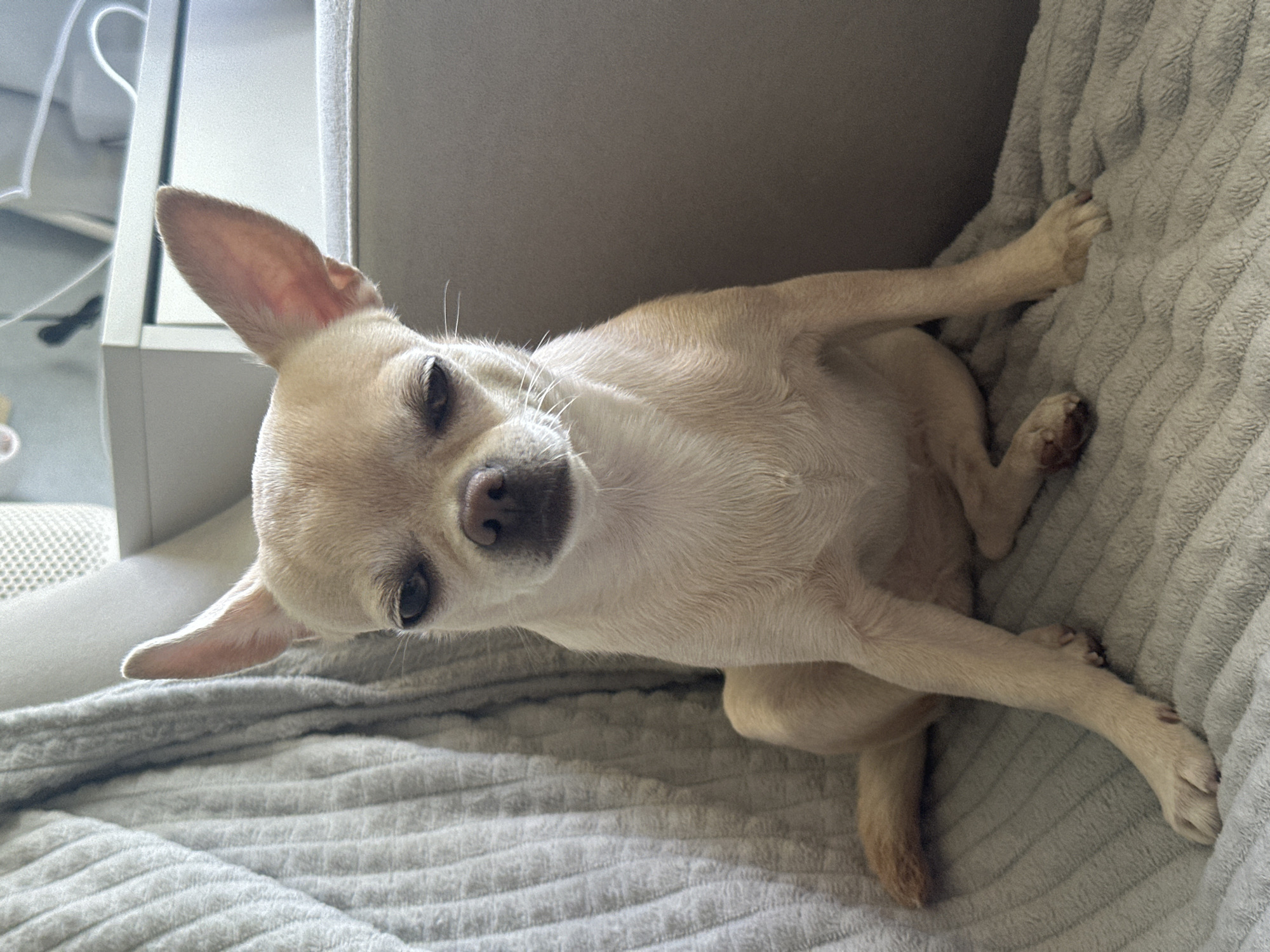 A light-tan chihuahua is lying on a gray, textured blanket or cushion. The dog's body is angled towards the viewer, with its head tilted to the left. The dog's paws are outstretched along the blanket. The blanket is draped over a sofa with a light gray cushion or backing. A white shelving unit is visible in the background on the left. It is not possible to verify the location of the subject is in the city of Chaikovsky, Russia.