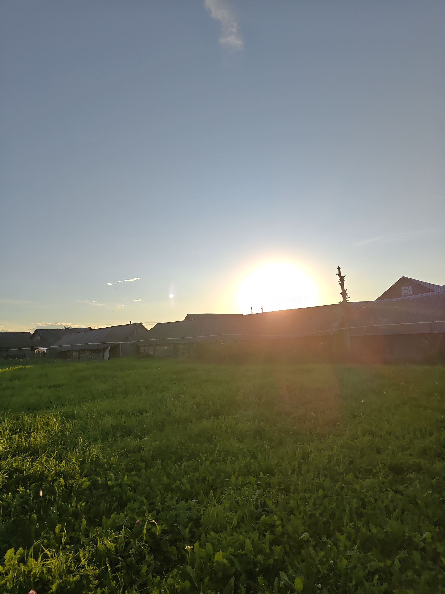 A wide-angle, low-angle outdoor shot captures a sunset over a rural landscape in Alashayka, Russia. The sky is a gradient of pale blue at the top, transitioning to a warm yellow-orange hue near the horizon. A bright, diffused sun sits just above a line of low-lying, aged structures with corrugated metal roofs. These buildings appear to be sheds or outbuildings, some with visible wooden frames and small windows. A single, dead tree branch protrudes from the roof of one structure. In the foreground, a dense field of green grass and clover stretches across the frame, catching the golden light of the setting sun. The grass is unevenly lit, with areas of bright illumination and deeper shadows, indicating the direction of the light source. Several small, white flowers are scattered within the grass. The overall impression is one of a quiet, rustic evening in the Russian countryside.