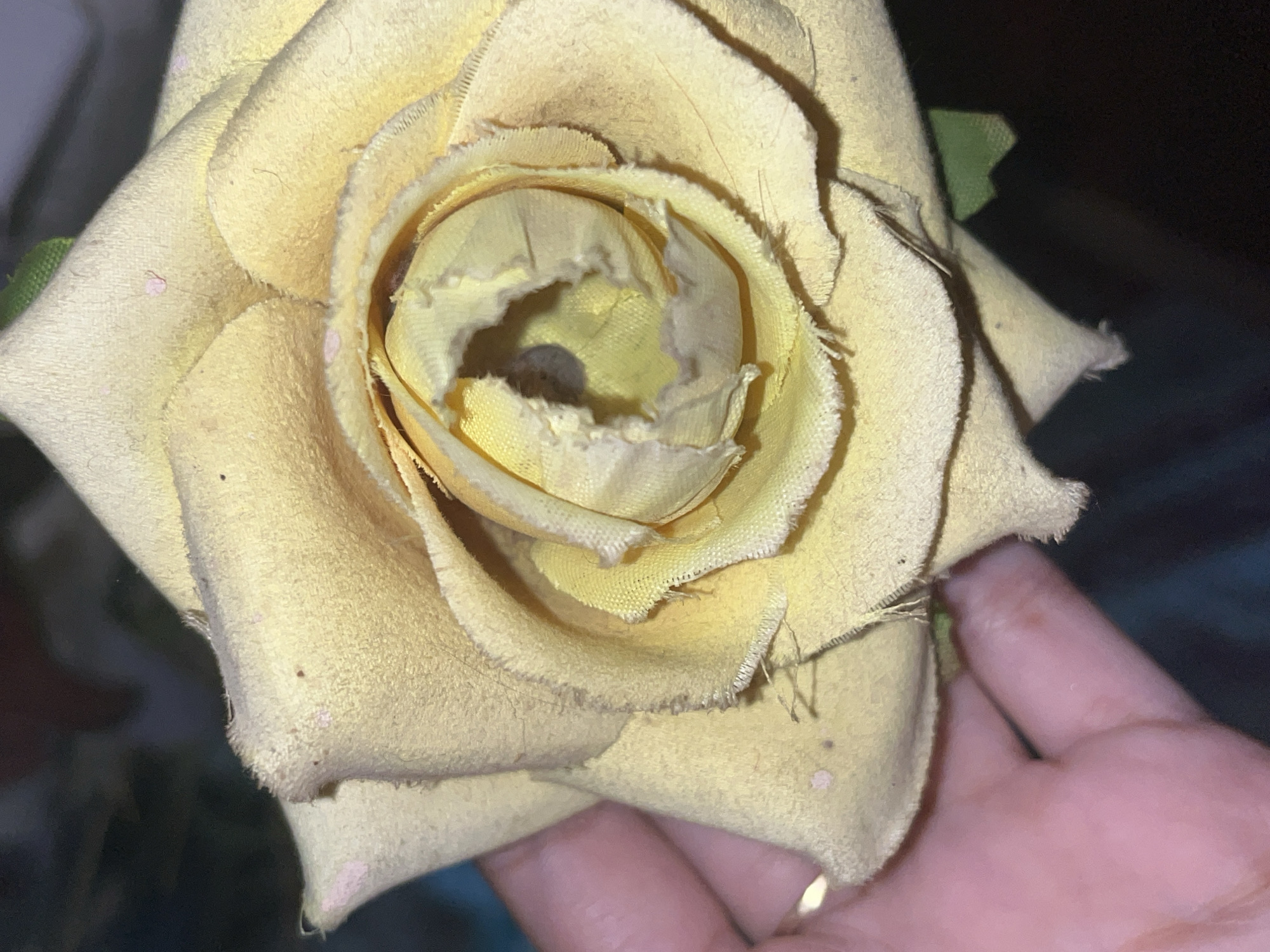 Close-up view of a yellow fabric rose held in a hand. The rose appears slightly worn with frayed edges and minor discoloration. The background is dark and indistinct, with possible green leaves visible near the rose's base.