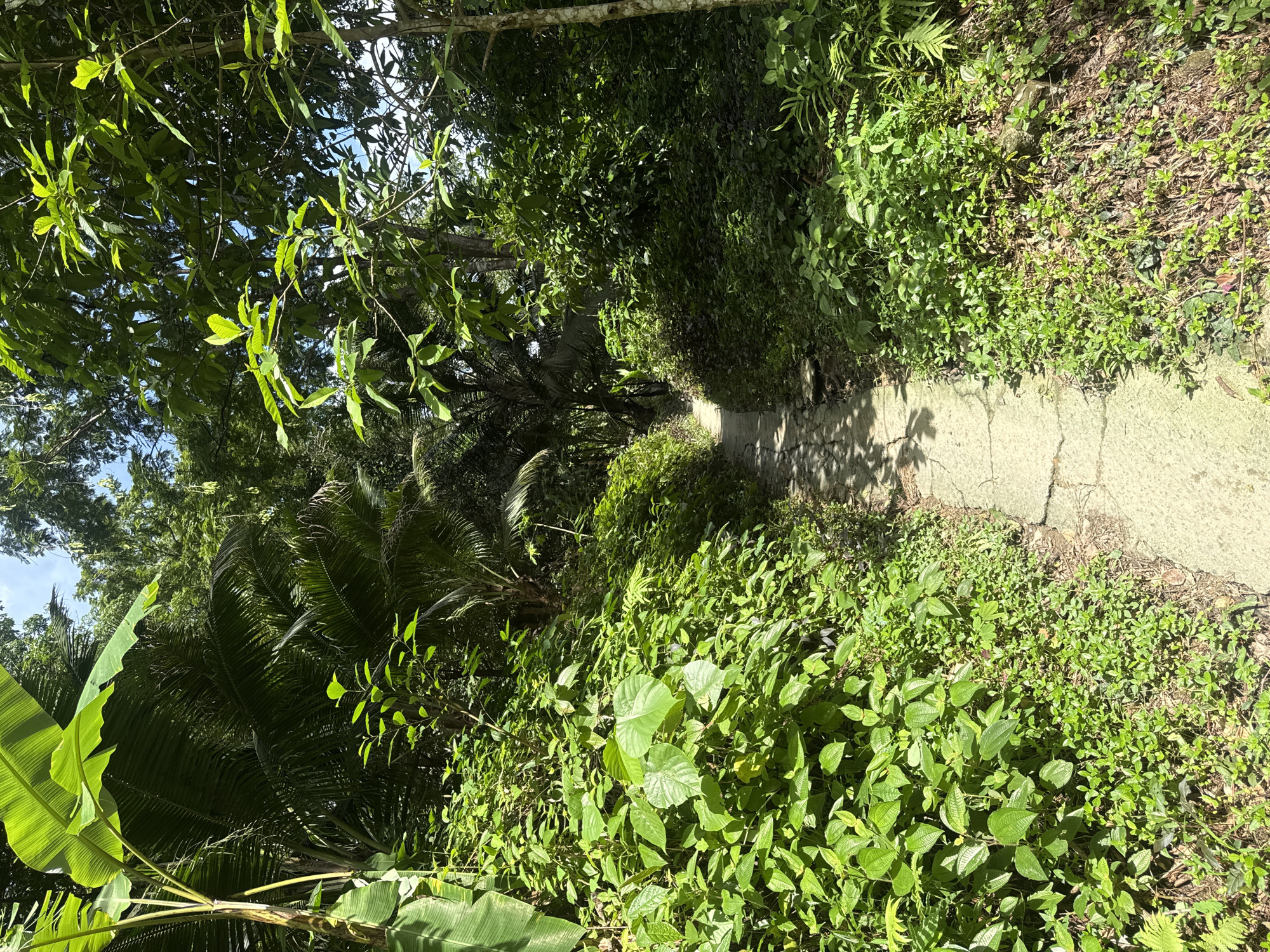 The image shows a paved walkway winding through a dense, green jungle environment. The walkway, made of concrete slabs, is cracked and weathered, with shadows of leaves and branches cast upon it. Lush vegetation, including large-leafed plants, ferns, and trees, flanks the path on both sides, creating a verdant tunnel effect. Sunlight filters through the canopy, illuminating parts of the path and the foliage. The scene suggests a natural, possibly tropical, setting, likely within the city of Khok Kloi, Thailand, given the context. There are no people or animals visible in the image.
