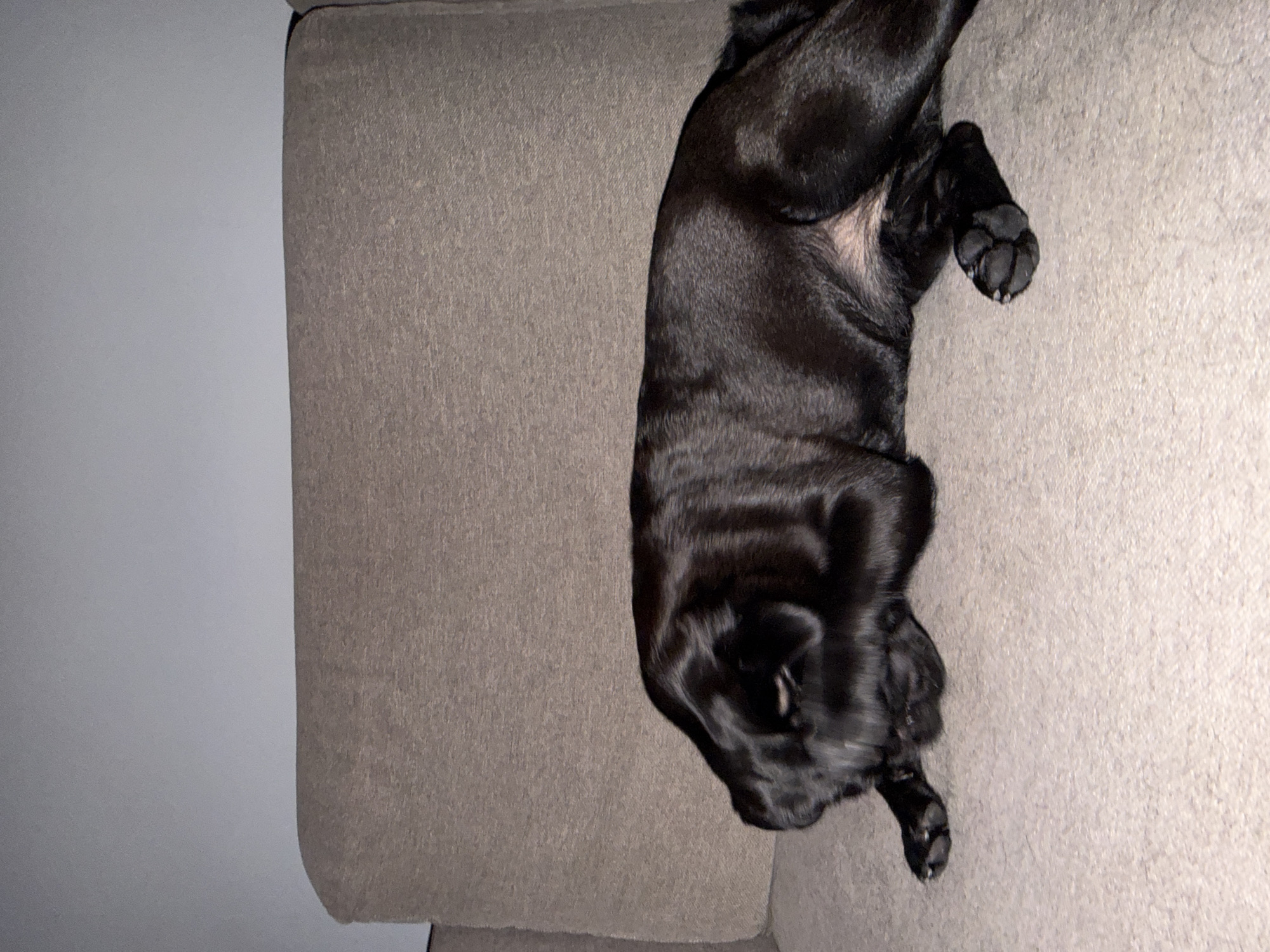 The image shows a black dog lying on its back on a couch. The dog's legs are extended and its eyes are closed, suggesting it is asleep or resting. The couch is upholstered in a neutral-colored fabric. The background is a plain wall, providing no additional context about the location or time of day. The image is taken from a top-down perspective, with the dog occupying the majority of the frame. The lighting appears to be artificial, as there are no clear indications of natural light sources. The overall mood of the image is peaceful and relaxed, highlighting the dog's comfort and repose. The focus is solely on the dog and its resting posture, with minimal environmental detail.