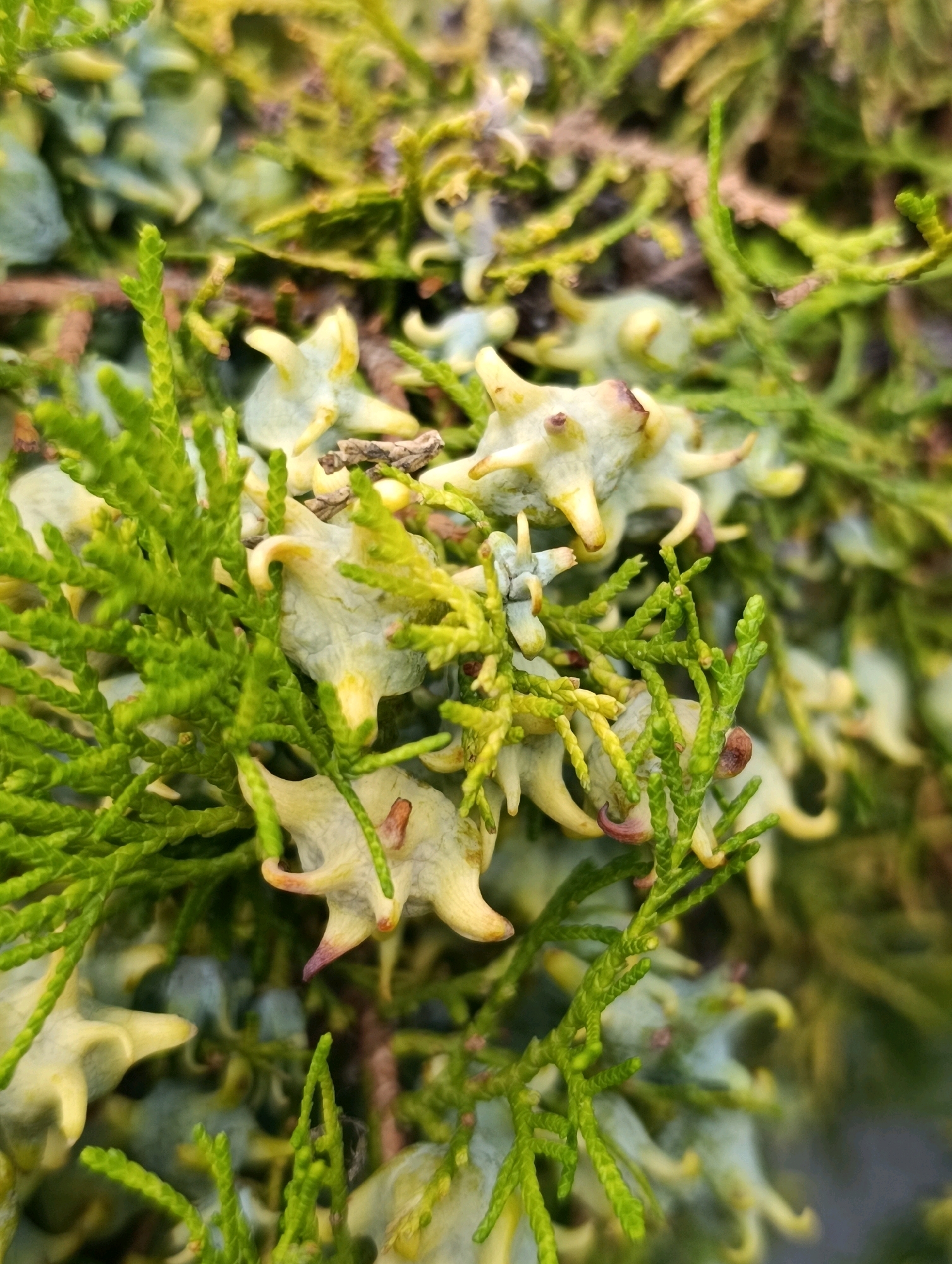 The image is a close-up, macro photograph of the immature seed cones and foliage of a conifer tree, likely a cypress or juniper. The cones are pale green to yellowish, star-shaped, and appear to be developing small, pointed projections. The foliage is feathery and bright green, characteristic of evergreen trees. The background is a blurred mix of more foliage and cones, creating a shallow depth of field. The lighting suggests it was taken outdoors during the day, with natural light illuminating the subjects. The image does not contain any people, structures, or discernible elements that would indicate a specific location within the city of Cherkasy, Ukraine, or any other city. It is a naturalistic composition focusing on botanical details.