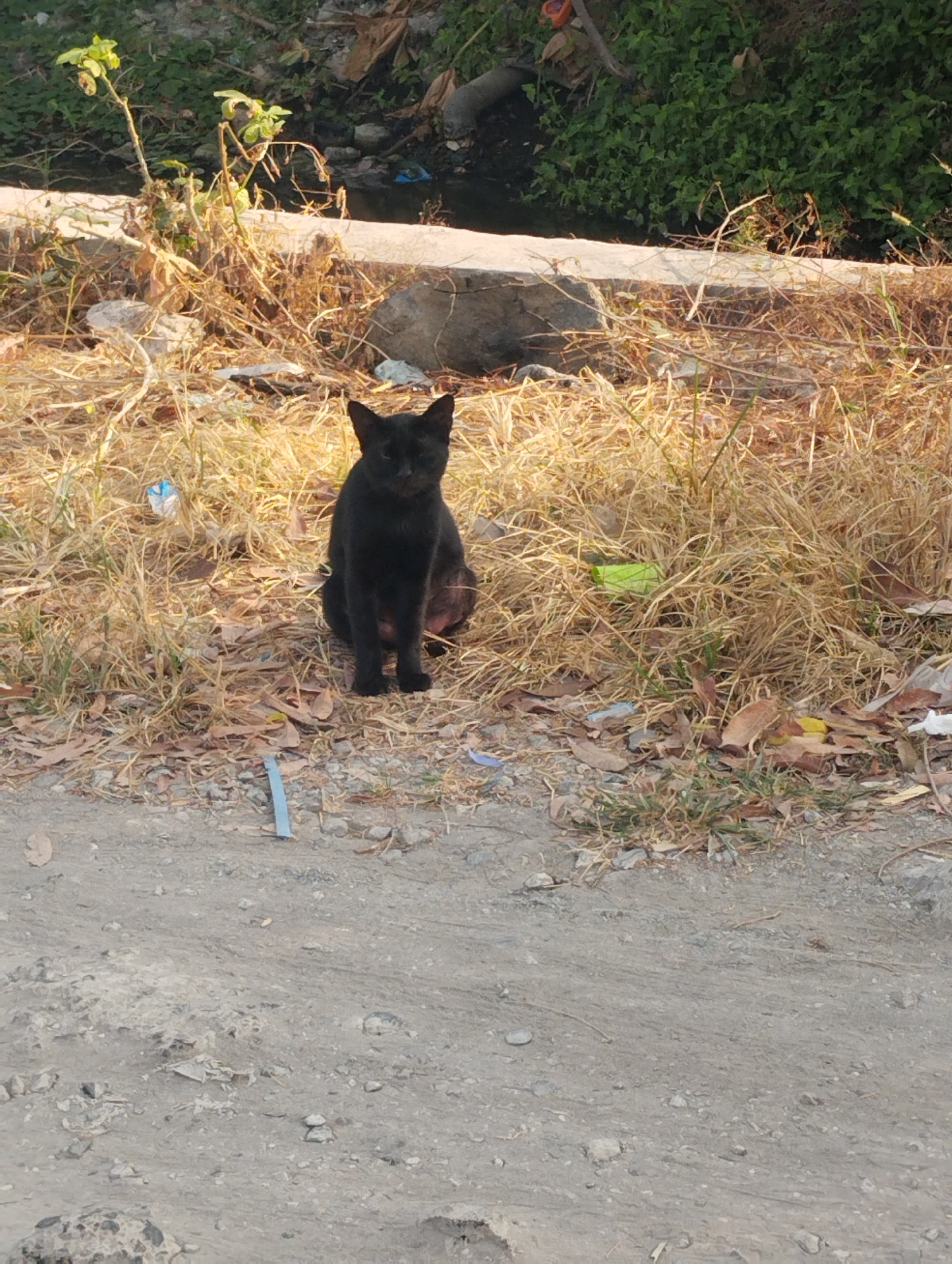 A black cat sits on a dirt path with dry grass and leaves. The cat is facing forward, looking at the camera. In the background, there is a concrete barrier and some green foliage. The scene appears to be in a somewhat unkempt outdoor area, possibly a roadside or neglected yard in Sawotratap, Indonesia. There are also some pieces of litter scattered around the area.