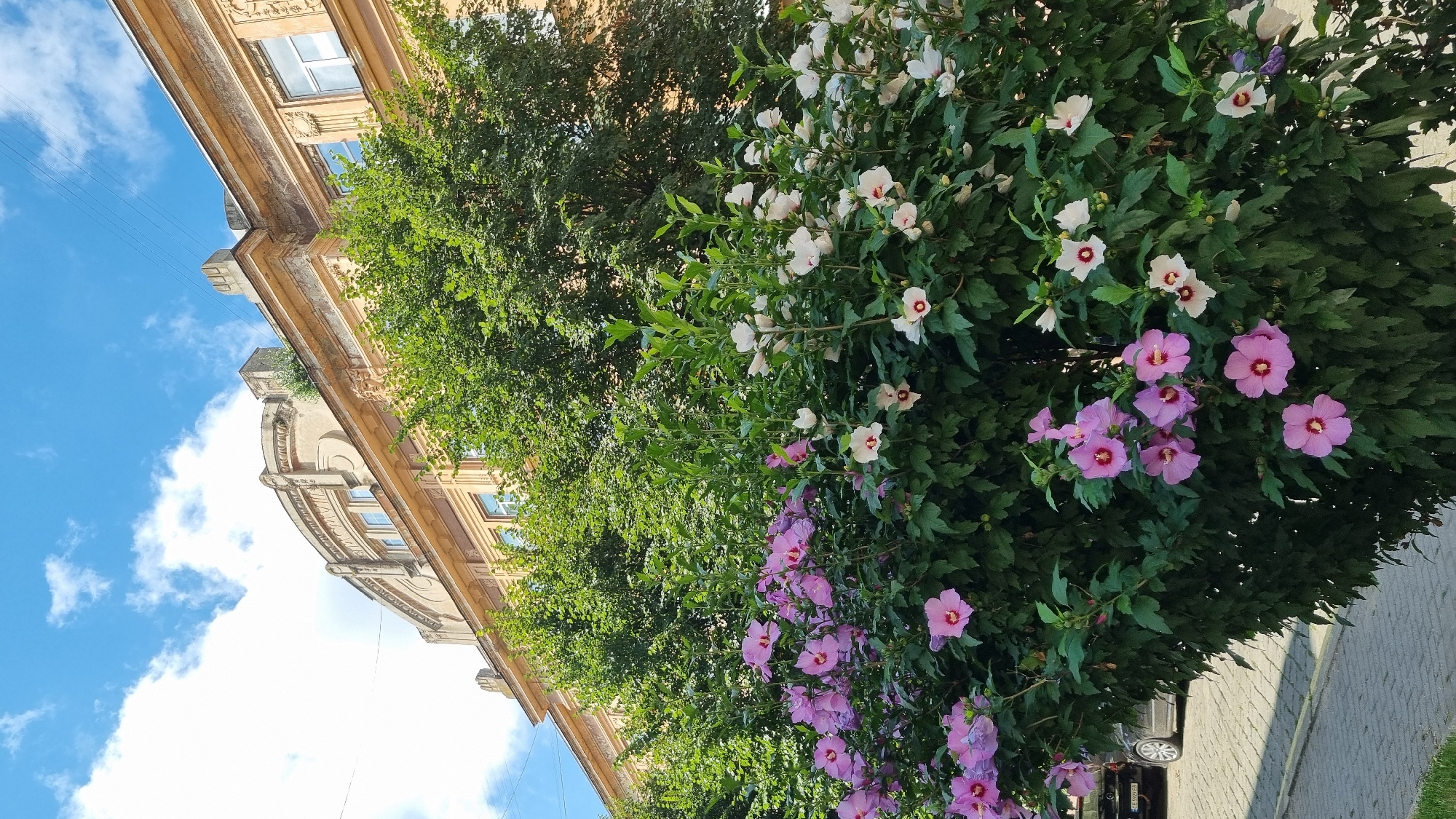 This is a vertical, outdoor, eye-level shot of a flowering bush in front of a building. The bush is full of pink and white hibiscus flowers, with green leaves. Behind the bush is a light brown, multi-story building with windows. The sky above is blue with white clouds. A sidewalk is visible in the foreground, and a dark car is parked on the left side of the image. The scene appears to be on a street in the city of Chernivtsi, Ukraine, given the architectural style of the building and the general atmosphere. There are no people visible in the image. The image is taken in daylight.
