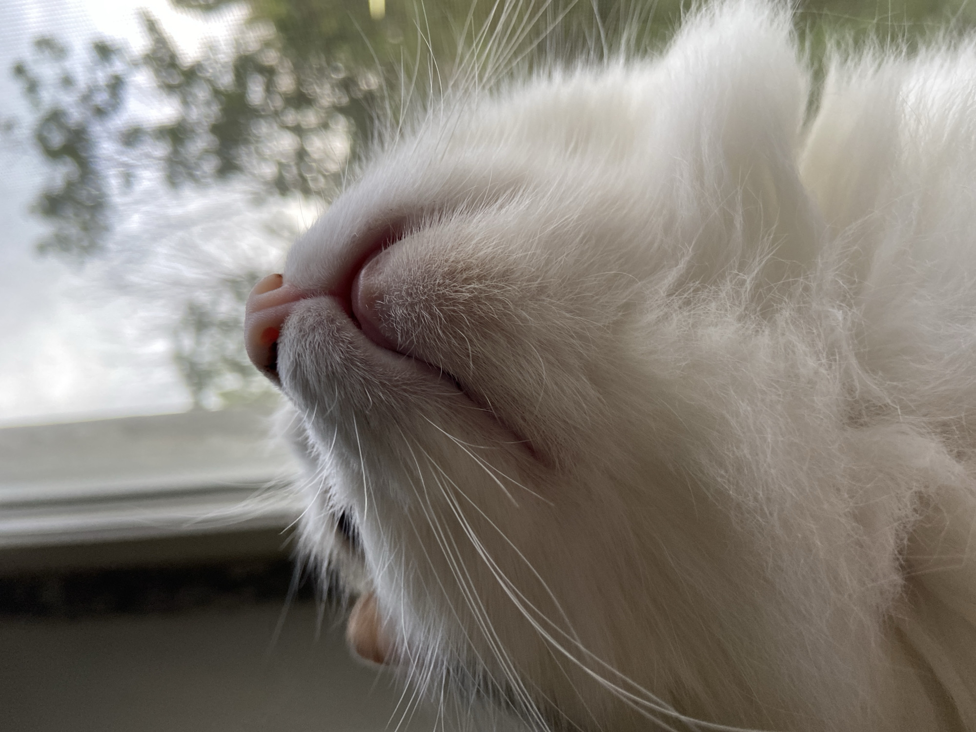 A close-up shows the face of a white, fluffy cat with a pink nose and long white whiskers. The cat is positioned near a window, and blurred foliage is visible through the glass. The scene is located in the city of Unknown, Unknown.