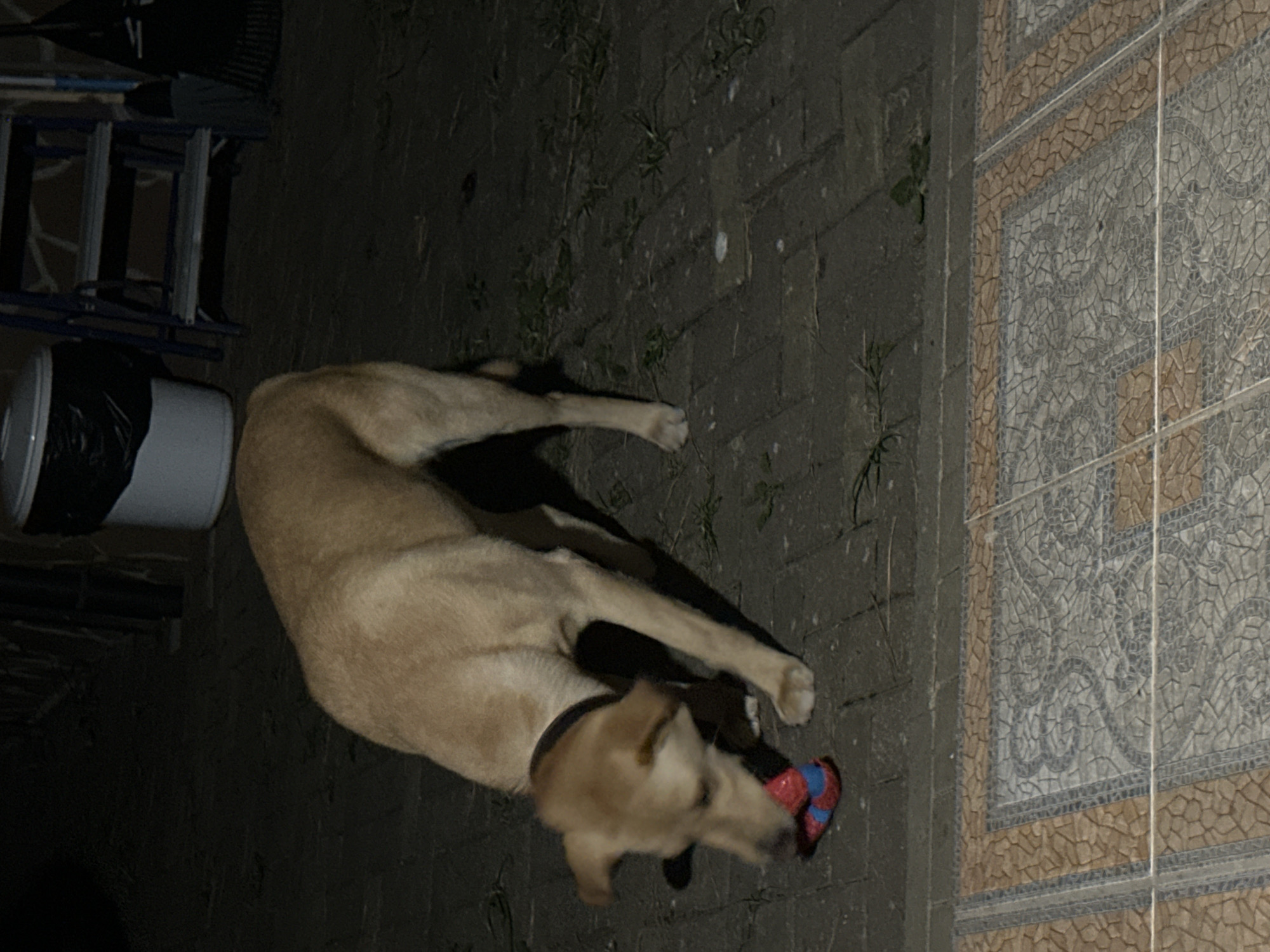 A light-colored dog is on a paved patio, chewing on a red and blue toy. The dog is facing down, with its head near the toy. In the background, there is a large white trash bin, a blue ladder, and a black trash bag. The scene is dimly lit, suggesting it is nighttime. The patio is made of brick pavers, and there are some weeds growing between the bricks. The area appears to be outdoors in a residential or public space.