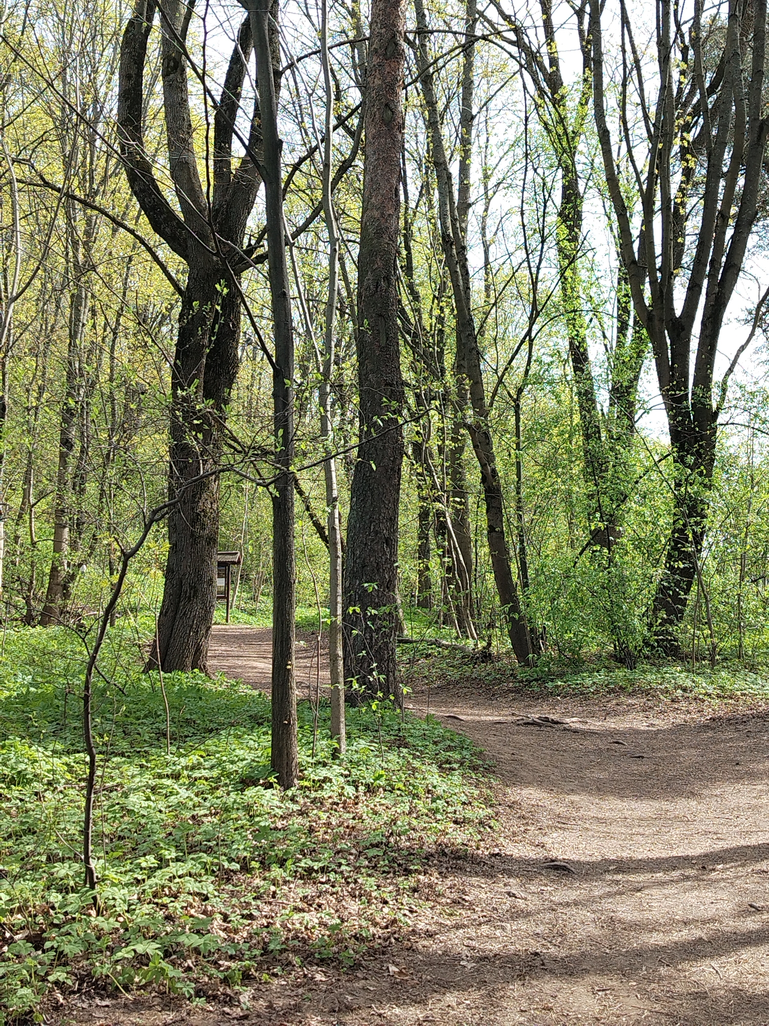 The image depicts a path through a wooded area. The path, composed of dirt and leaves, curves to the left into the trees. There are tall trees with fresh green foliage throughout the scene. Further down the path, a small wooden structure is visible. The location is Unknown, Unknown.