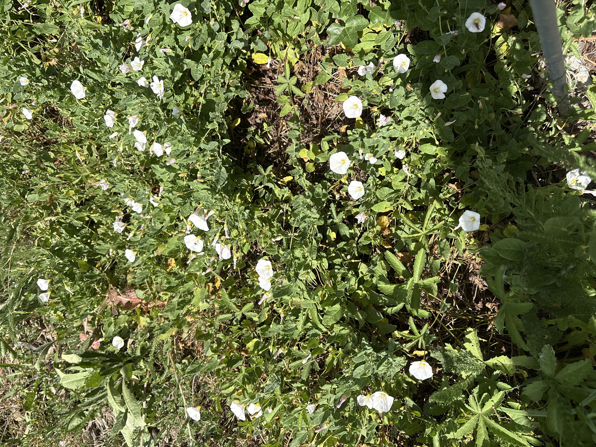This is a medium shot, top-down, eye-level view of a patch of ground covered with greenery and small white flowers. The flowers are trumpet-shaped with five petals, and some have delicate pink tinges. The leaves are heart-shaped and abundant, creating a dense ground cover. The lighting suggests it is daytime, with shadows indicating the sun is not directly overhead. A blurry gray object, possibly a fence post, is visible on the right side of the frame. The overall scene is natural and overgrown, with a sense of wildness. There is no visible text.