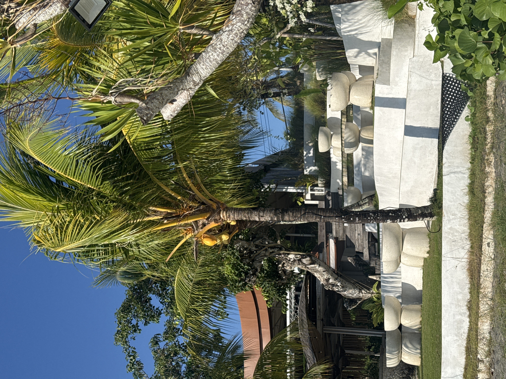 The image displays an outdoor scene in Nusa Penida, Indonesia, characterized by tropical vegetation and tiered modern architecture under a clear, bright blue sky. A prominent coconut palm tree, located centrally, features green fronds and a cluster of yellow coconuts. Surrounding it are various other green trees and plants, including dense foliage in the upper left background and spiky-leaved plants among the concrete structures.
The lower and mid-right portions of the scene are dominated by a multi-tiered landscape composed of white concrete walls and platforms. These tiers incorporate multiple large, light-colored stone planters, each shaped as a wide bowl resting on a narrower pedestal. Patches of green grass are visible in the foreground and on some of the elevated platforms.
In the upper left and central background, parts of a building with a distinctive reddish-brown, curved roof and dark wooden structural elements are discernible. Wooden steps lead upwards towards this building. A black square floodlight is partially visible among the palm fronds in the upper right. A patterned black mesh with white polka dots is visible beneath one of the concrete tiers on the lower right. The scene is illuminated by strong sunlight, casting distinct shadows. No individuals are present.