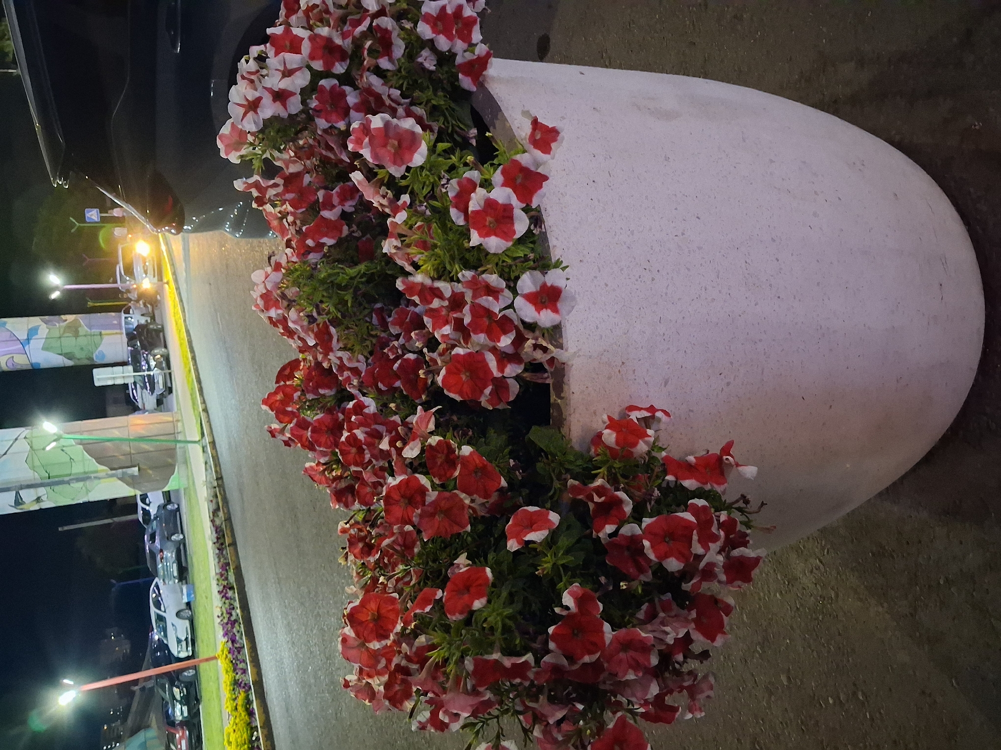 The image captures a nighttime scene in the city of Semey, Kazakhstan, featuring a large, pale planter filled with vibrant red and white petunias. The planter is situated on a paved surface, likely a sidewalk or roadside area. In the background, streetlights illuminate a road where several cars are parked and driving. The atmosphere is dark, suggesting it is late evening or night. A dark-colored SUV is partially visible on the right side of the frame, close to the planter. In the further background, there are tall, abstract structures with artistic designs and lights, which appear to be public art installations or architectural elements. The overall impression is that of a well-lit urban environment at night, with decorative floral arrangements complementing the infrastructure.