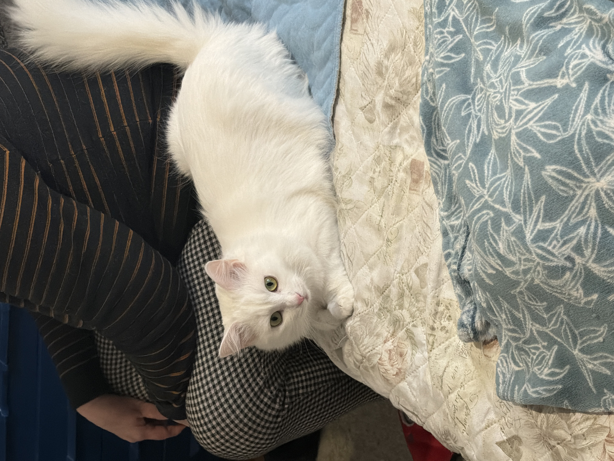 A long-haired, white cat with green eyes lies on the lap of a person wearing dark trousers with black and gold stripes, and black and white checkered trousers. The cat's body extends onto a bed covered with a white floral quilted blanket and a blue floral fleece blanket. The background location cannot be determined based on the provided image. The city of Varna, Bulgaria, cannot be confirmed from the image.