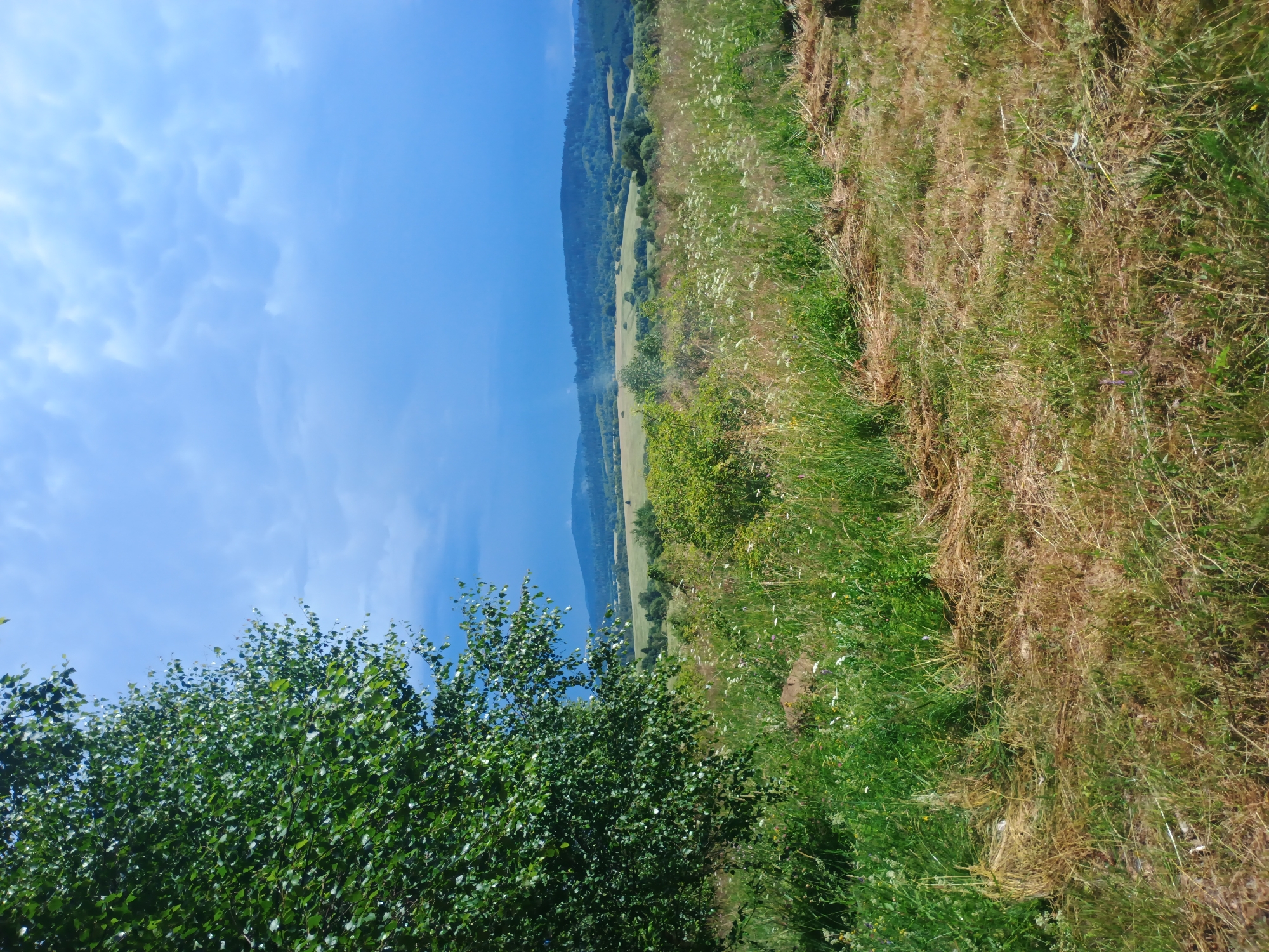 In Verkhnia Yablunka, Ukraine, a sun-dappled landscape unfolds under a dramatic sky. A large tree with vibrant green leaves occupies the left foreground, its branches reaching towards a sky that transitions from a bright, clear blue on the right to darker, cloud-laden hues on the left. The midground is a tapestry of rolling green hills dotted with trees and fields. In the foreground, tall grasses and wildflowers create a textured carpet, interspersed with patches of dried, golden hay. The overall impression is one of rural tranquility, with the dynamic sky suggesting a changeable weather pattern.
