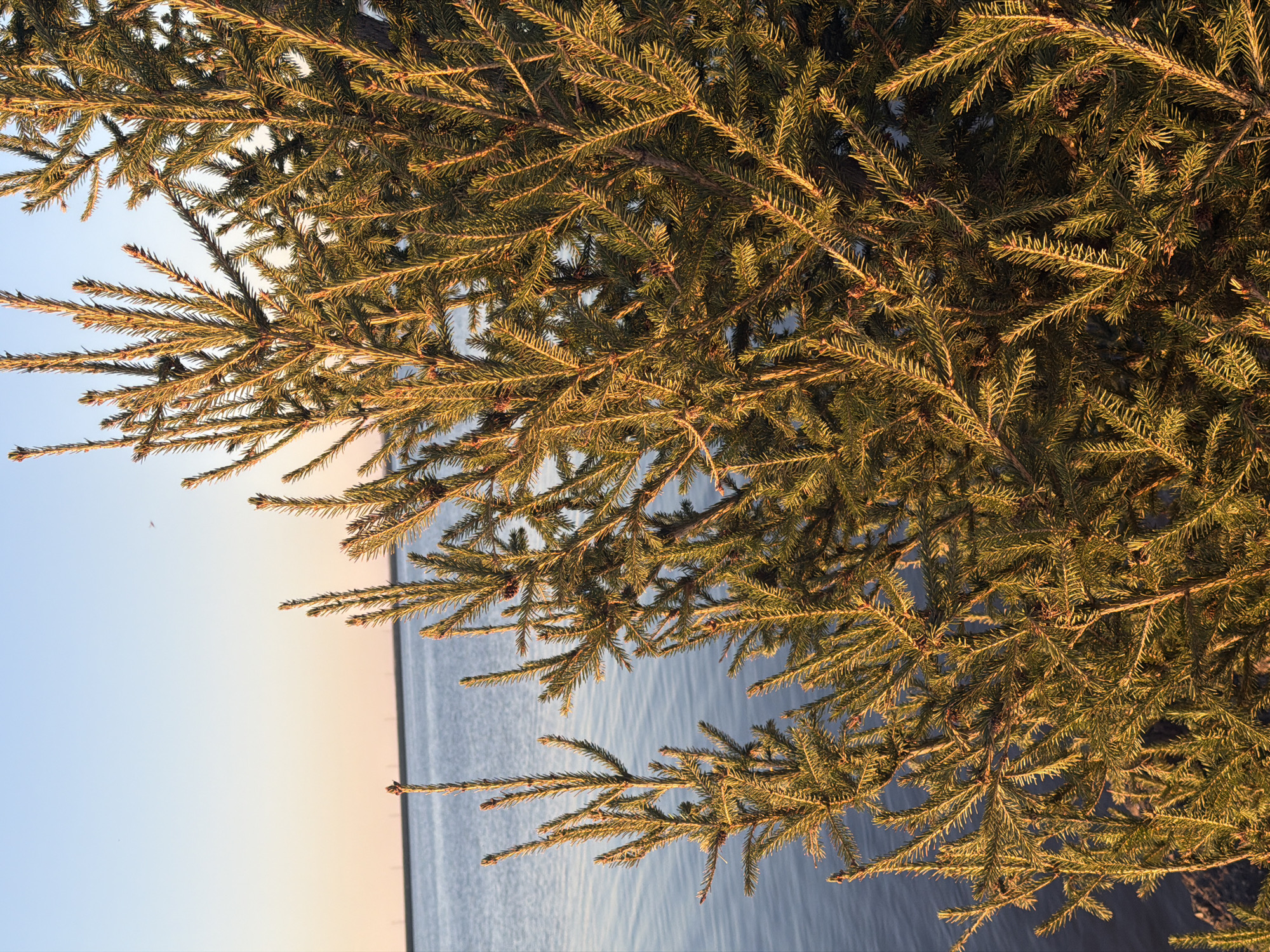The image shows a close-up view of evergreen tree branches, possibly a fir or spruce, with the sun setting in the background. The branches are dense, with needles appearing in shades of green and gold due to the sunlight. In the background, there's a body of water, likely the Kama River. The sky is visible on the left, showing a gradient from blue to light orange or pink from the setting sun. The scene suggests a location in or near a forested area along the river. Chaikovsky, Russia is known for its location on the Kama River with surrounding forests. Therefore, it is possible the location is Chaikovsky, Russia. There are no people visible in the image.