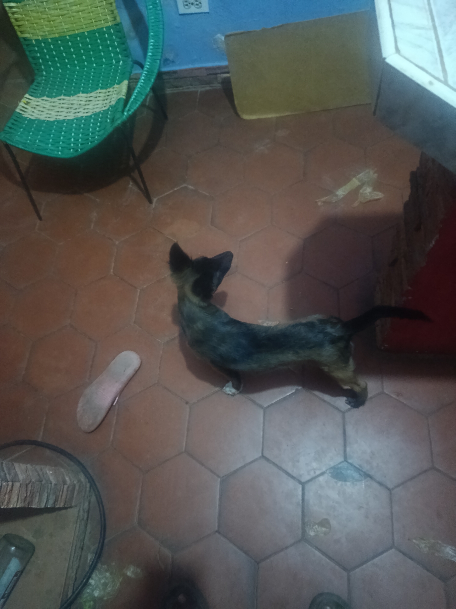 The image depicts an indoor scene in Juan Griego, Venezuela, featuring a small, short-haired dog with dark brown and tan markings standing on a hexagonal terracotta-tiled floor. The dog is positioned towards the center-right, facing away from the camera with its head turned slightly to the right. A single light pink flip-flop lies on its side to the dog's left. In the upper-left, a green and yellow woven chair with dark legs is visible. Behind the chair, a blue wall features a white electrical outlet. To the right of the chair, a rectangular beige object rests against the blue wall, adjacent to a white counter or shelf. Scattered light-colored debris is present on various sections of the tiled floor. The lower-left portion of the frame shows a partial view of a circular, black-rimmed object, possibly a mirror, along with additional floor debris. The tips of two dark shoes are visible in the lower-right corner, indicating the presence of a person near the camera.