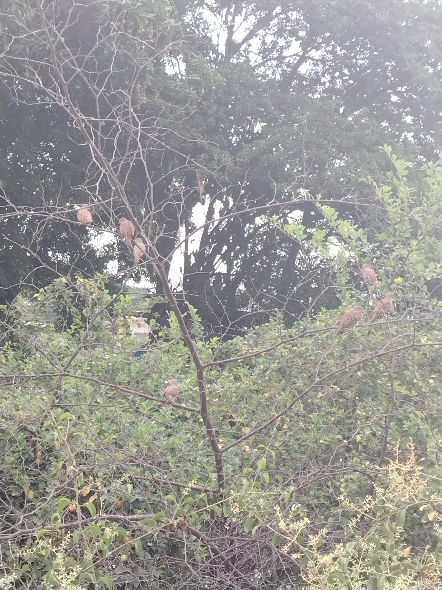 The image shows a view in Tinaquillo, Venezuela. A small tree or bush with bare branches in the foreground has several birds perched on it. Behind this is a larger tree with dense foliage. The sky is overcast, contributing to the muted lighting.