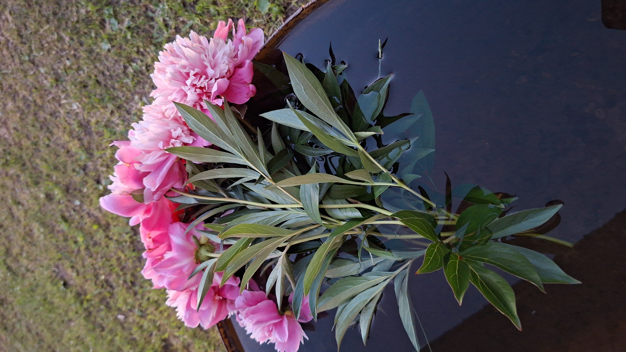 A bouquet of pink peonies rests in a dark, reflective basin of water, with a patch of dry grass visible in the background. The flowers are vibrant and fully bloomed, with delicate, layered petals. The leaves are a deep green, some submerged in the water, creating subtle ripples and reflections. The basin appears to be a rustic, possibly metal, container with a weathered rim. The lighting suggests it is daytime, with a soft, diffused light illuminating the scene. The overall impression is one of natural beauty and tranquility. The image does not contain any people or indicate any specific location within the city of Большой Букор, Russia.