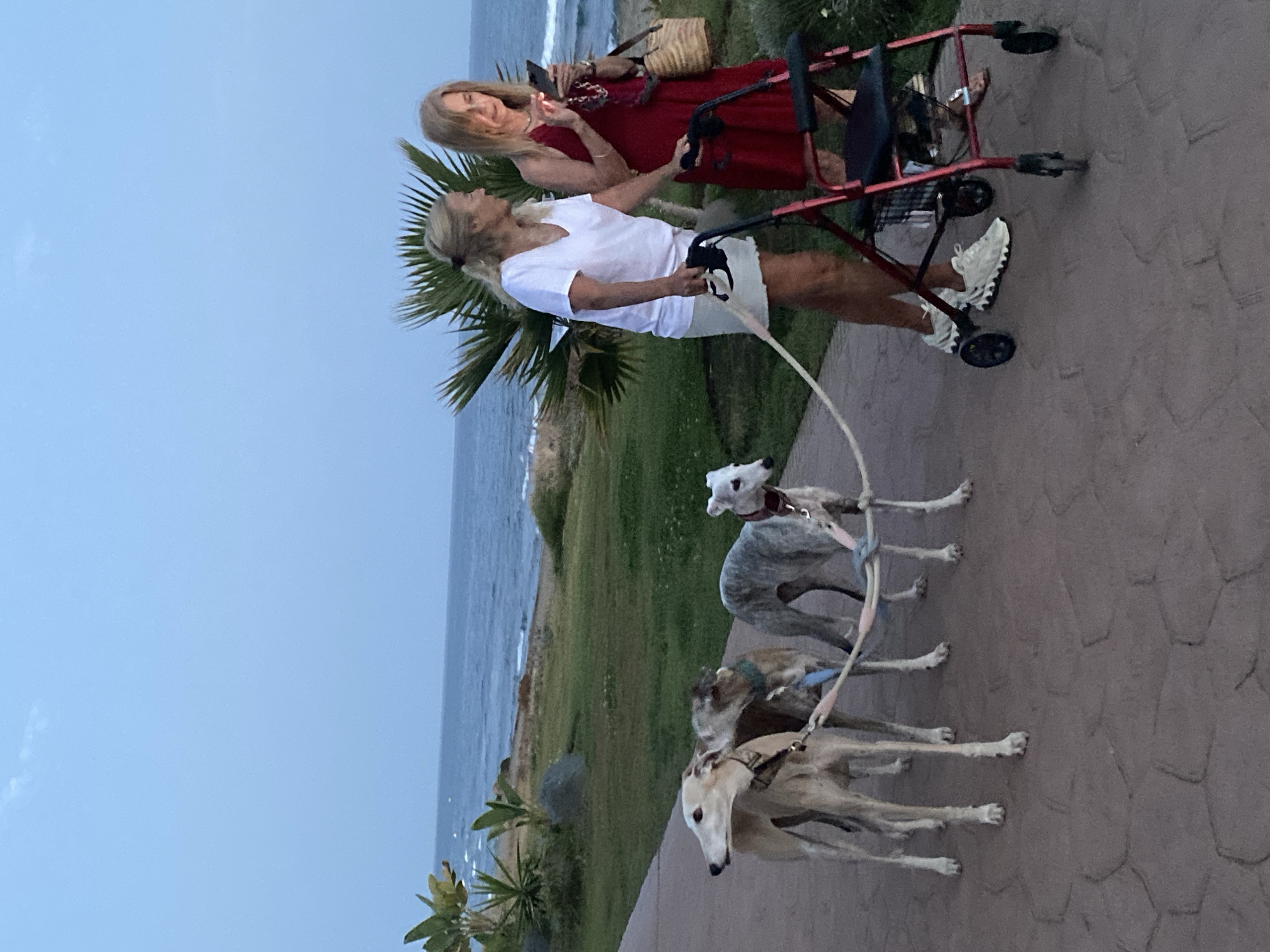 Two women are walking three greyhounds along a paved pathway next to the sea in Estepona, Spain. The woman on the left, wearing a white t-shirt and light-colored skirt, holds a dog leash. The woman on the right, dressed in a red dress, is looking at her mobile phone while holding a walker. The greyhounds are on leashes, and one of them is looking towards the camera. The environment is a coastal area with palm trees and grass, under a pale blue sky. The sea is visible in the background, with gentle waves. The path has a patterned surface.