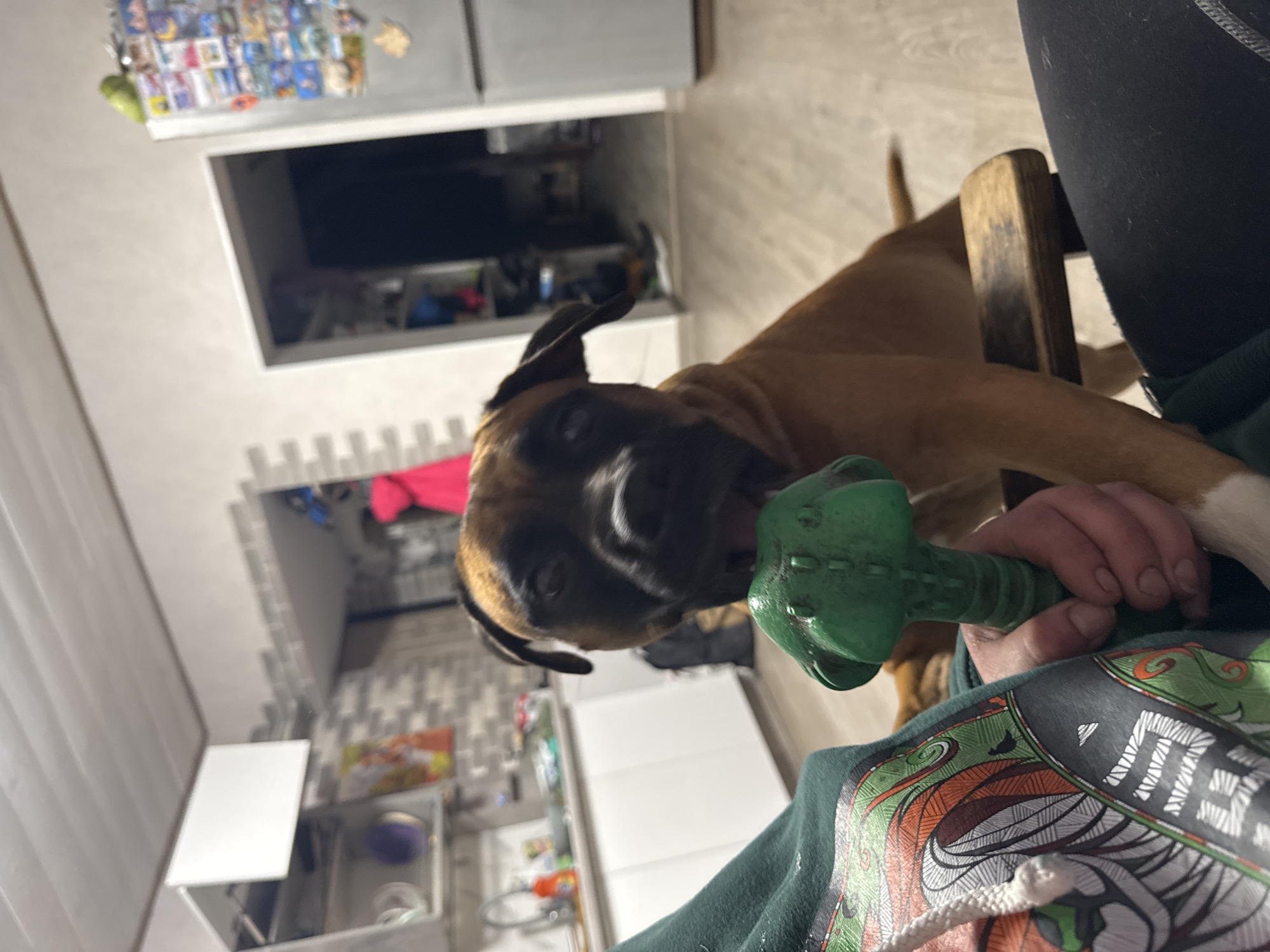 A tan and brown Boxer dog is chewing on a green toy bone while held in a person's hands. The person is wearing a dark green hooded sweatshirt with an orange, white, and black design. The scene is indoors. Visible in the background are light grey walls and white cabinetry. The image was taken in an unknown location in Chaikovsky, Russia.