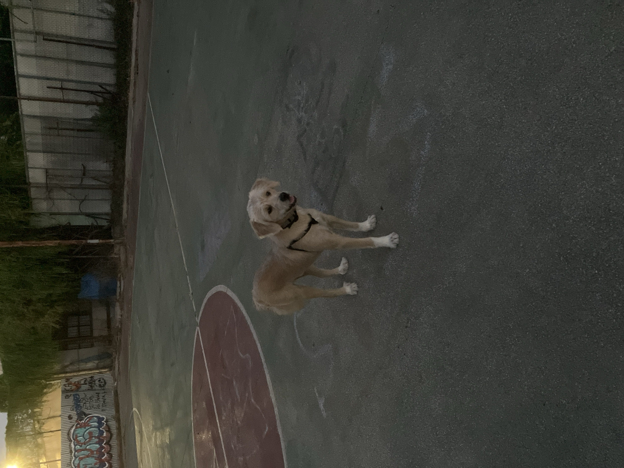 A light brown dog stands in the middle of an empty basketball court at dusk. The dog is wearing a dark collar and leash. The court is made of asphalt, with red and green painted lines. In the background, there is a chain-link fence with graffiti on it, and some trees and buildings. The sky is overcast and dark.