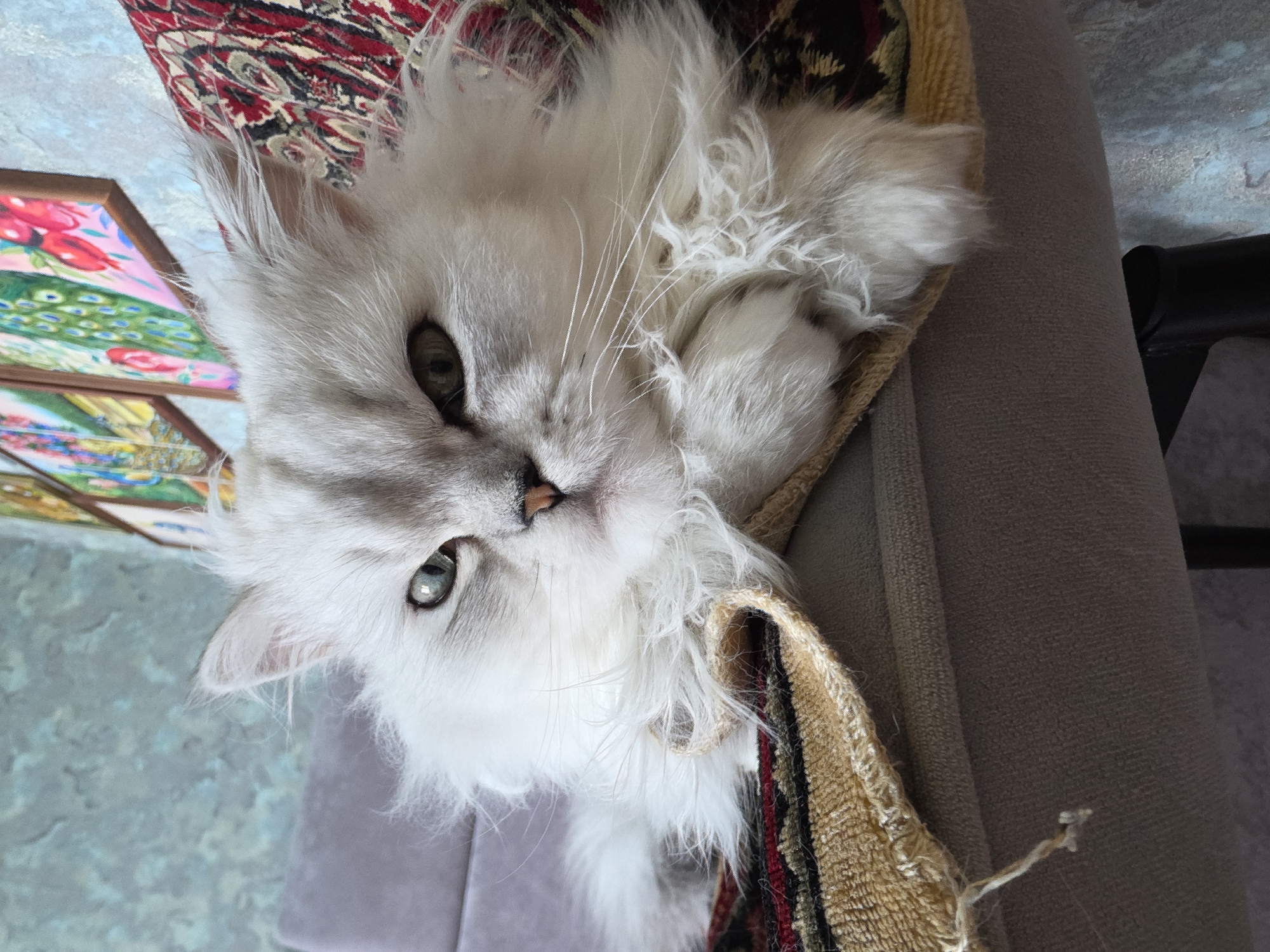 A white Persian cat with green eyes lies on a chair, its paws tucked beneath its chin. The cat is resting on a patterned textile, possibly a rug or a decorative throw, which is draped over a grey upholstered chair. The background features a textured wall and several framed artworks depicting colorful scenes. The overall setting suggests an indoor domestic environment.